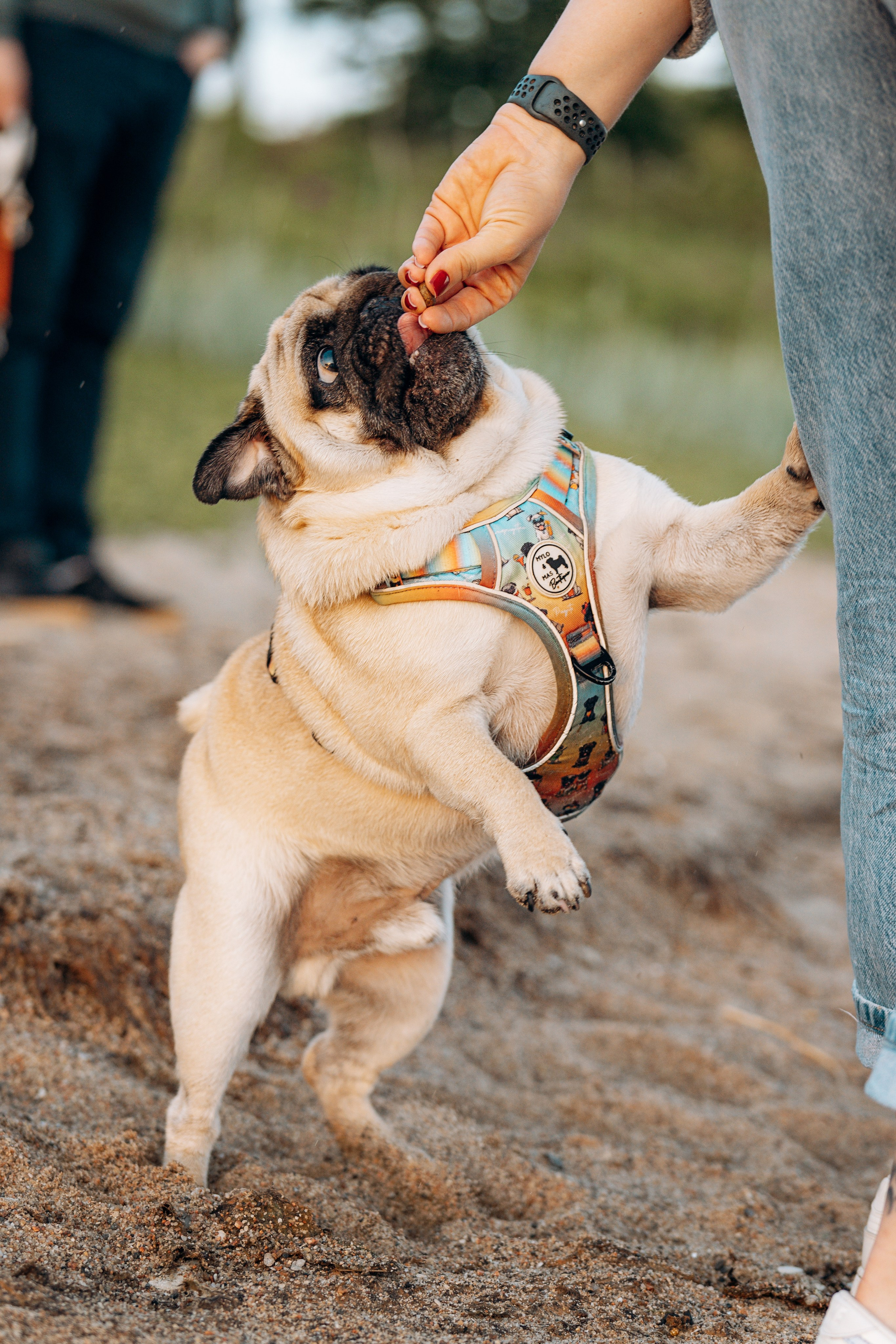 Frank, Tony, Katerina & Lev. Kat Laisaar — Pet photographer in Tallinn
