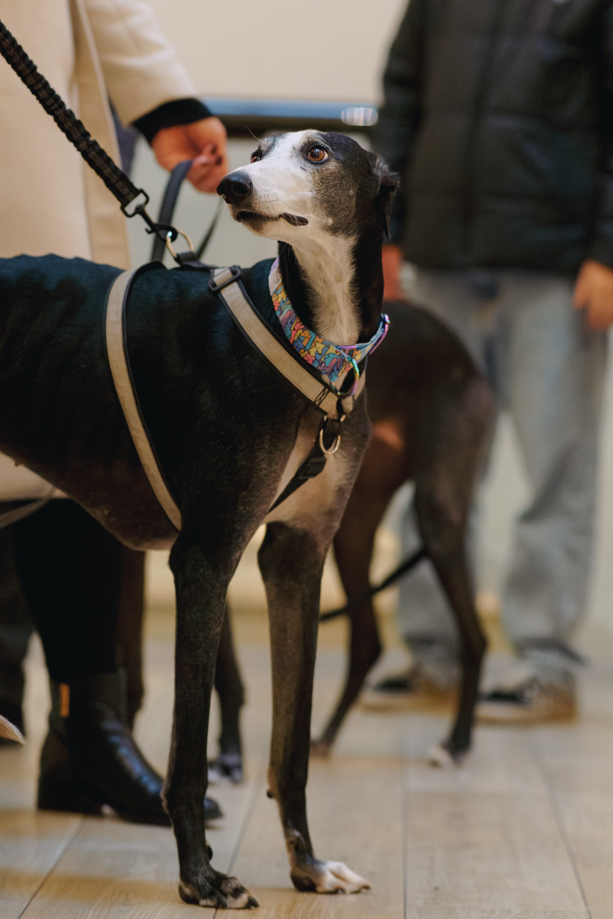 GalgoTreff / Solaris keskus 16 november. Kat Laisaar — Pet photographer in Tallinn