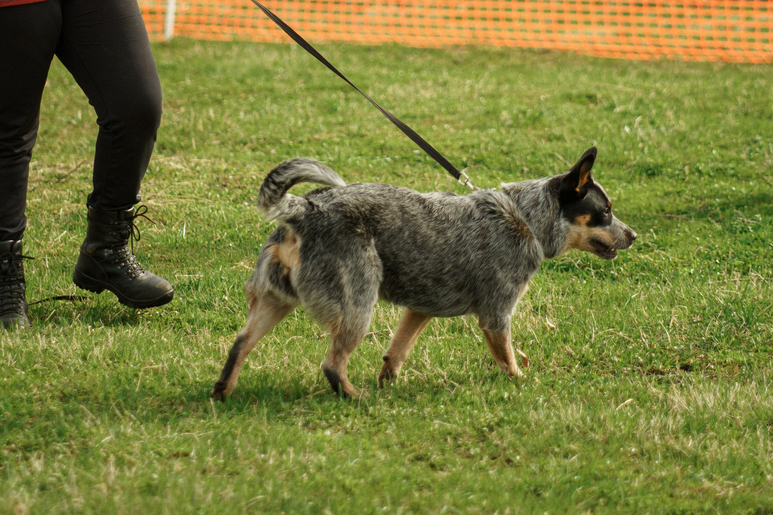 Herding Days, 26 apr. 2025. Kat Laisaar — Pet photographer in Tallinn