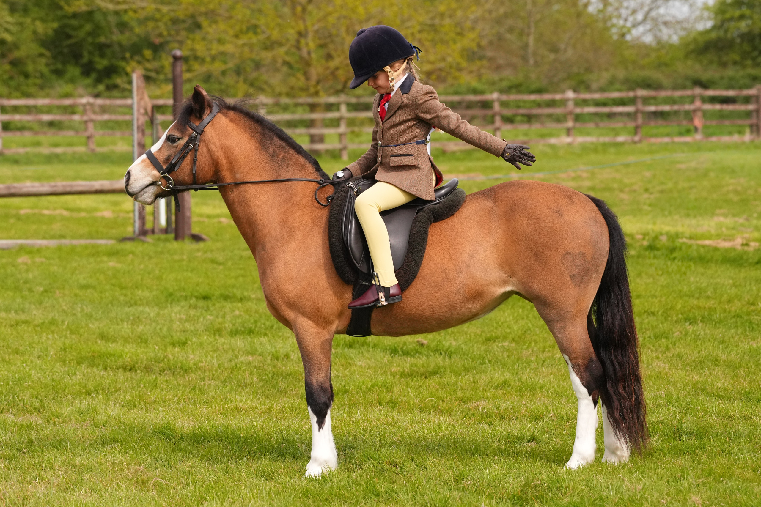 Showing. Leicestershire Equine Photography by El | Authentic Equine Portraits & Events