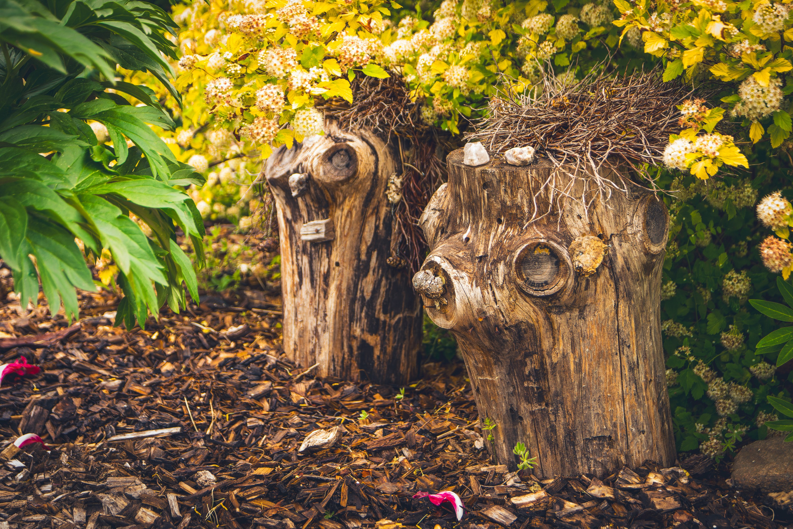 Saarema, reis. Nebula 25 — Fotod teie hingele