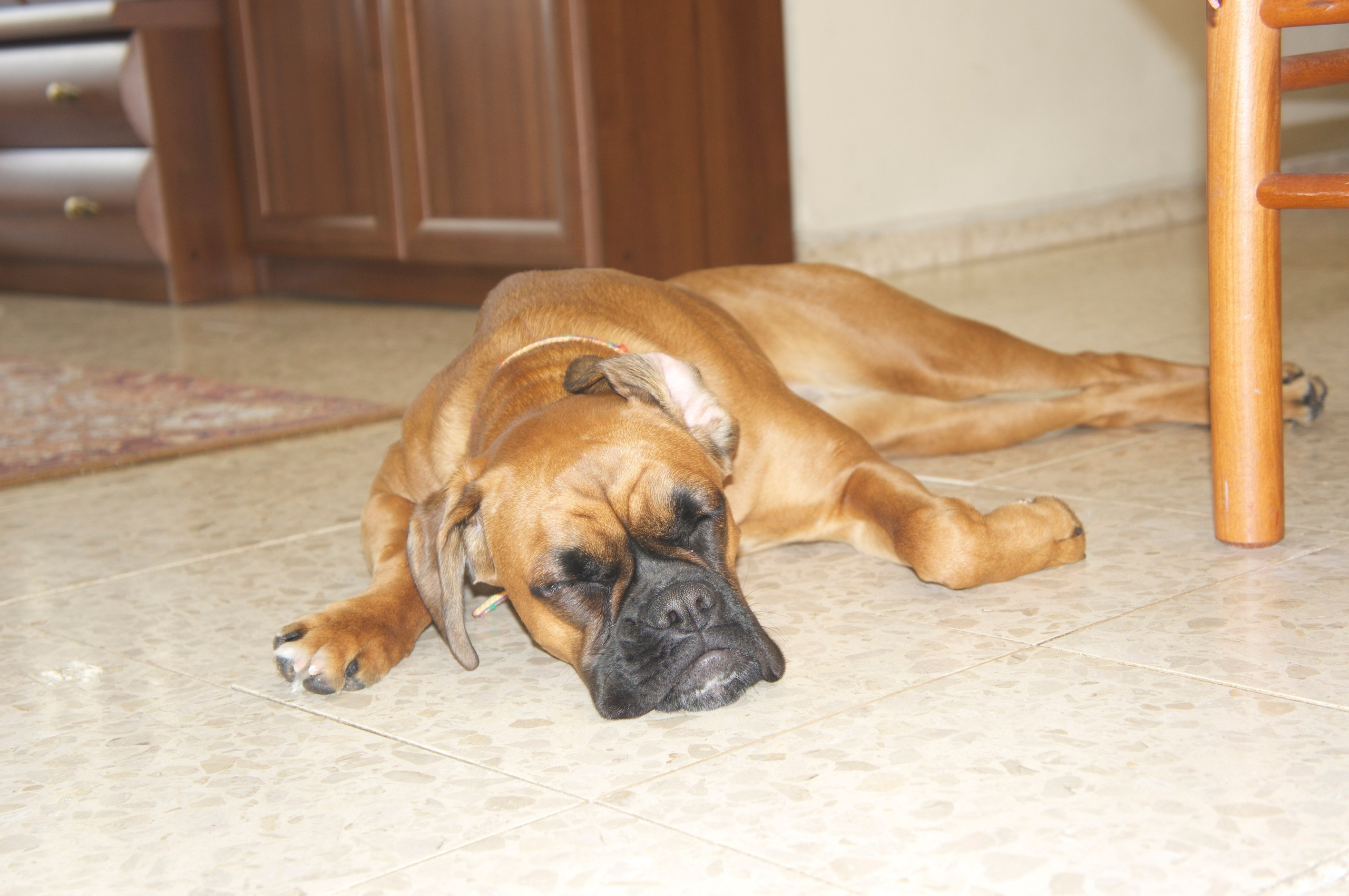 My ״Star״ Boxer Dog