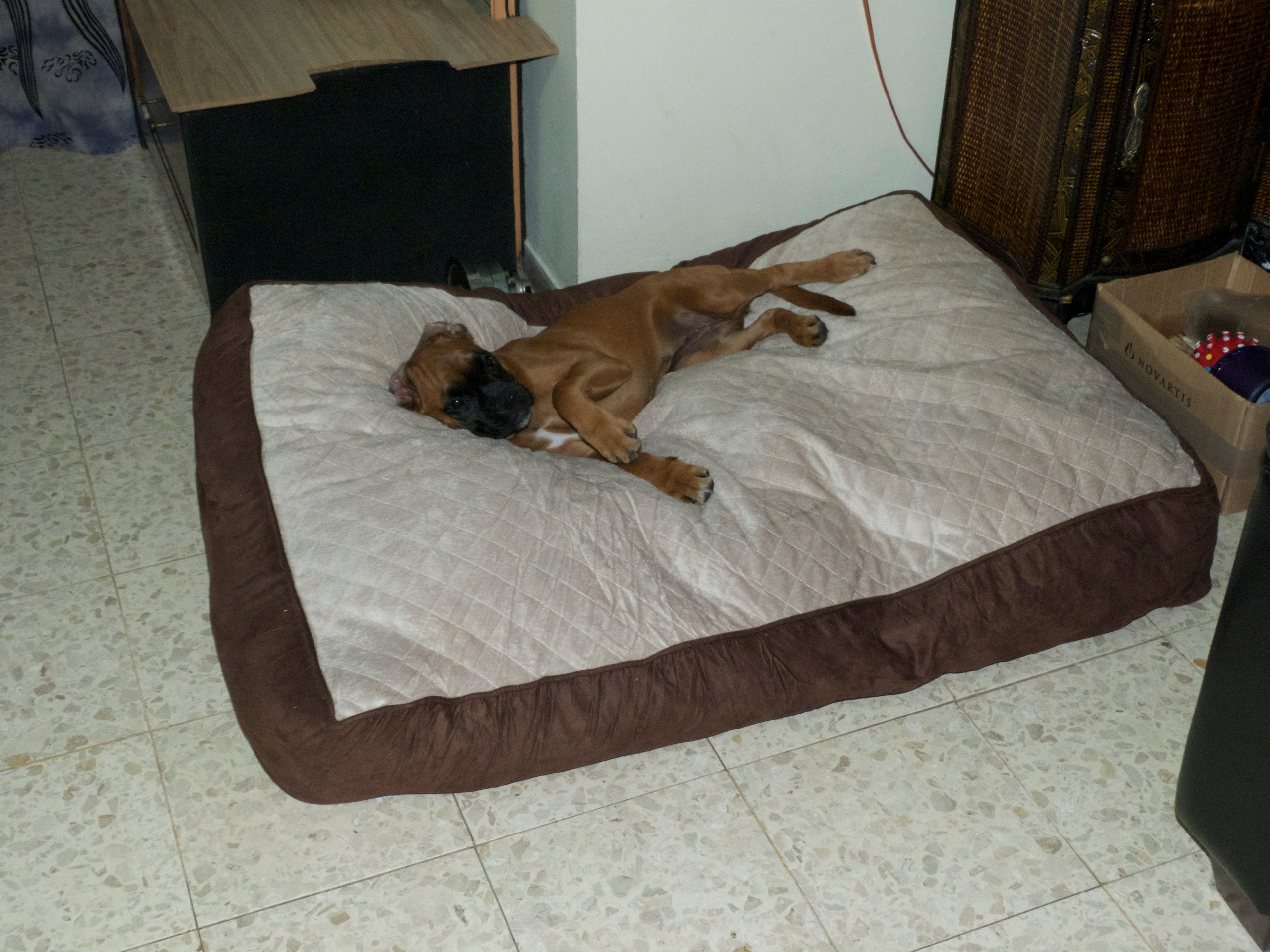 My ״Star״ Boxer Dog