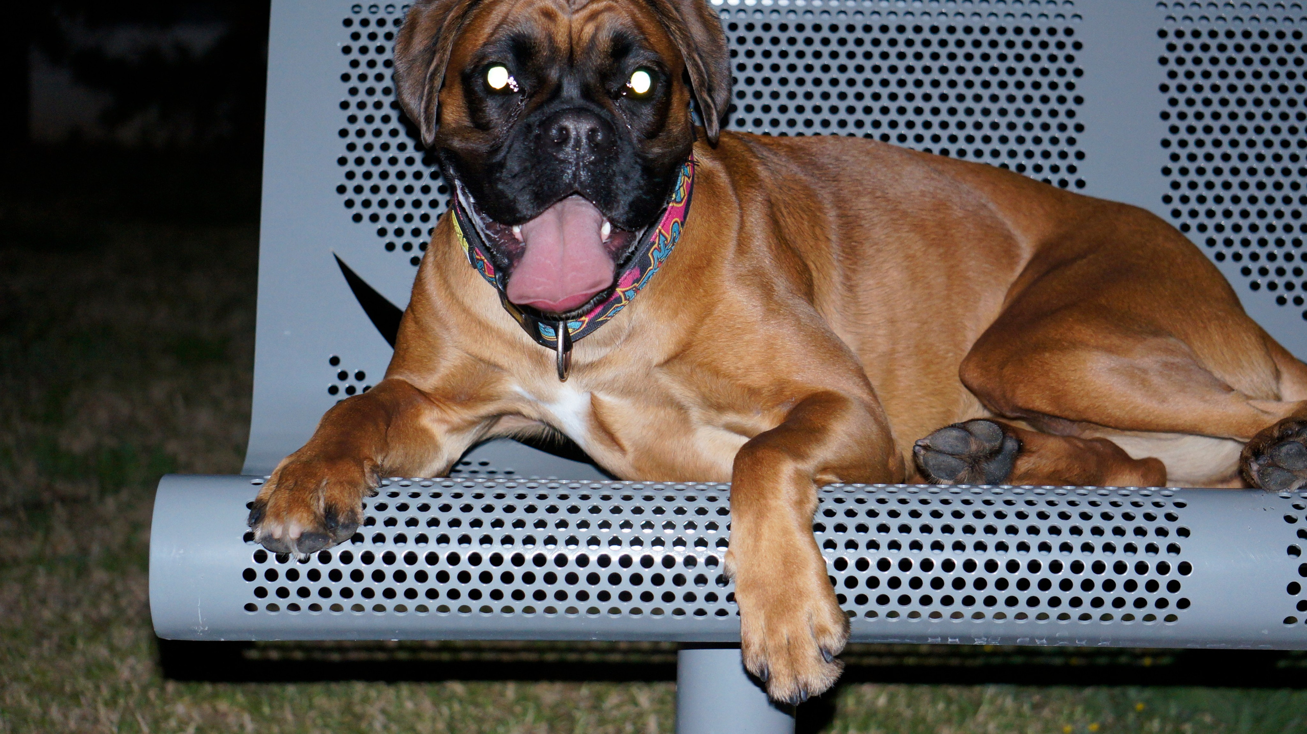 My ״Star״ Boxer Dog