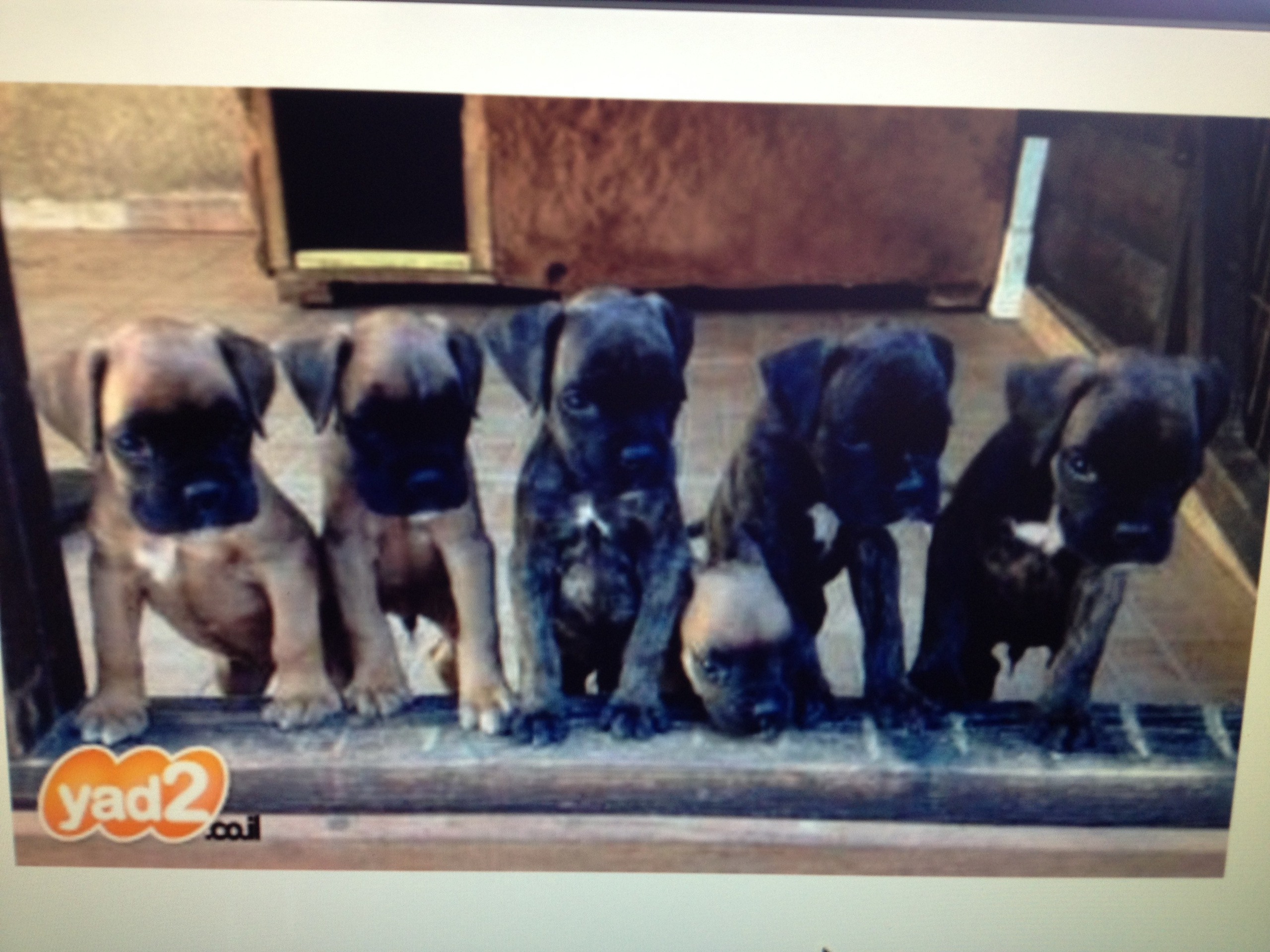 My ״Star״ Boxer Dog