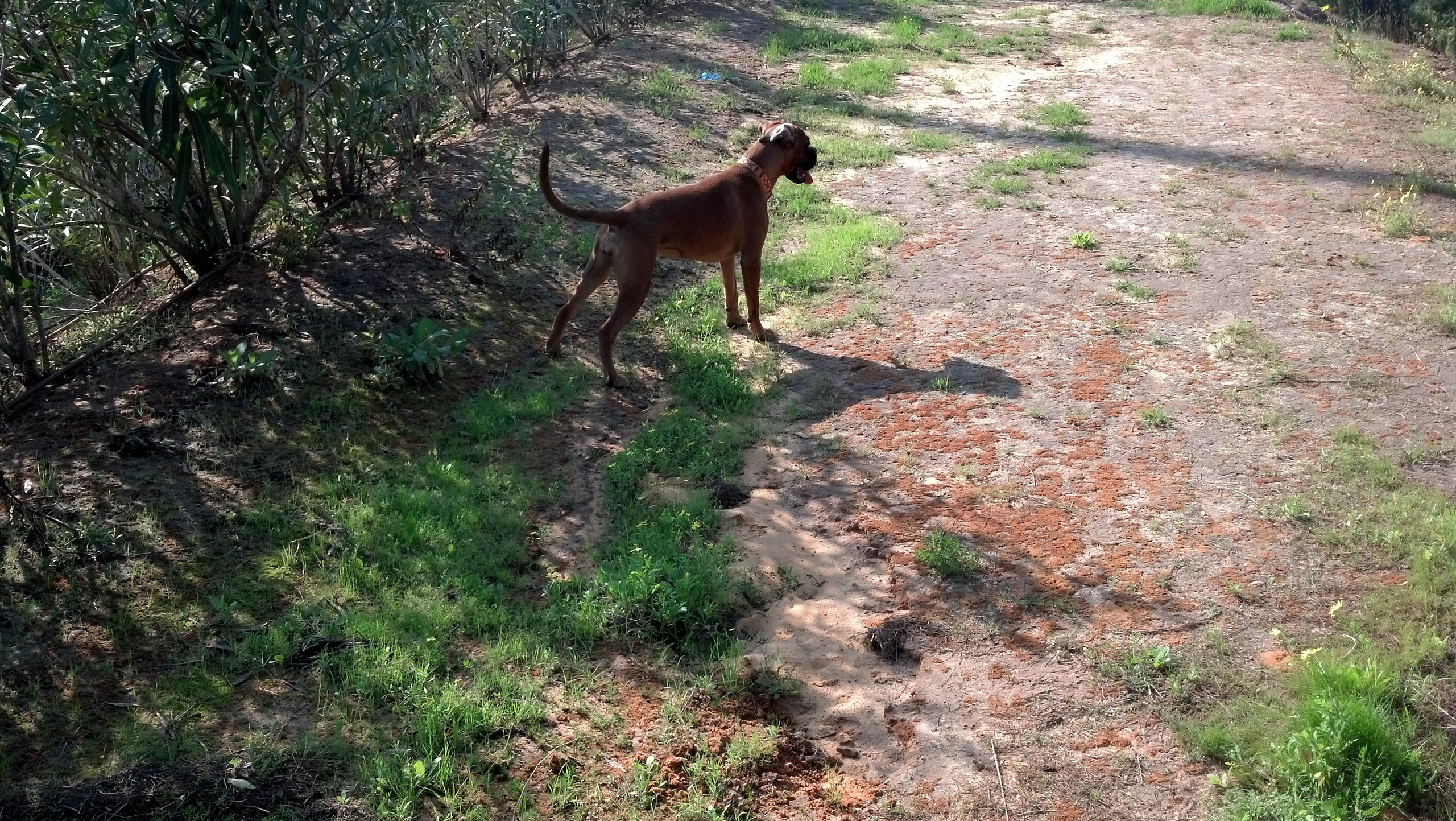 My ״Star״ Boxer Dog
