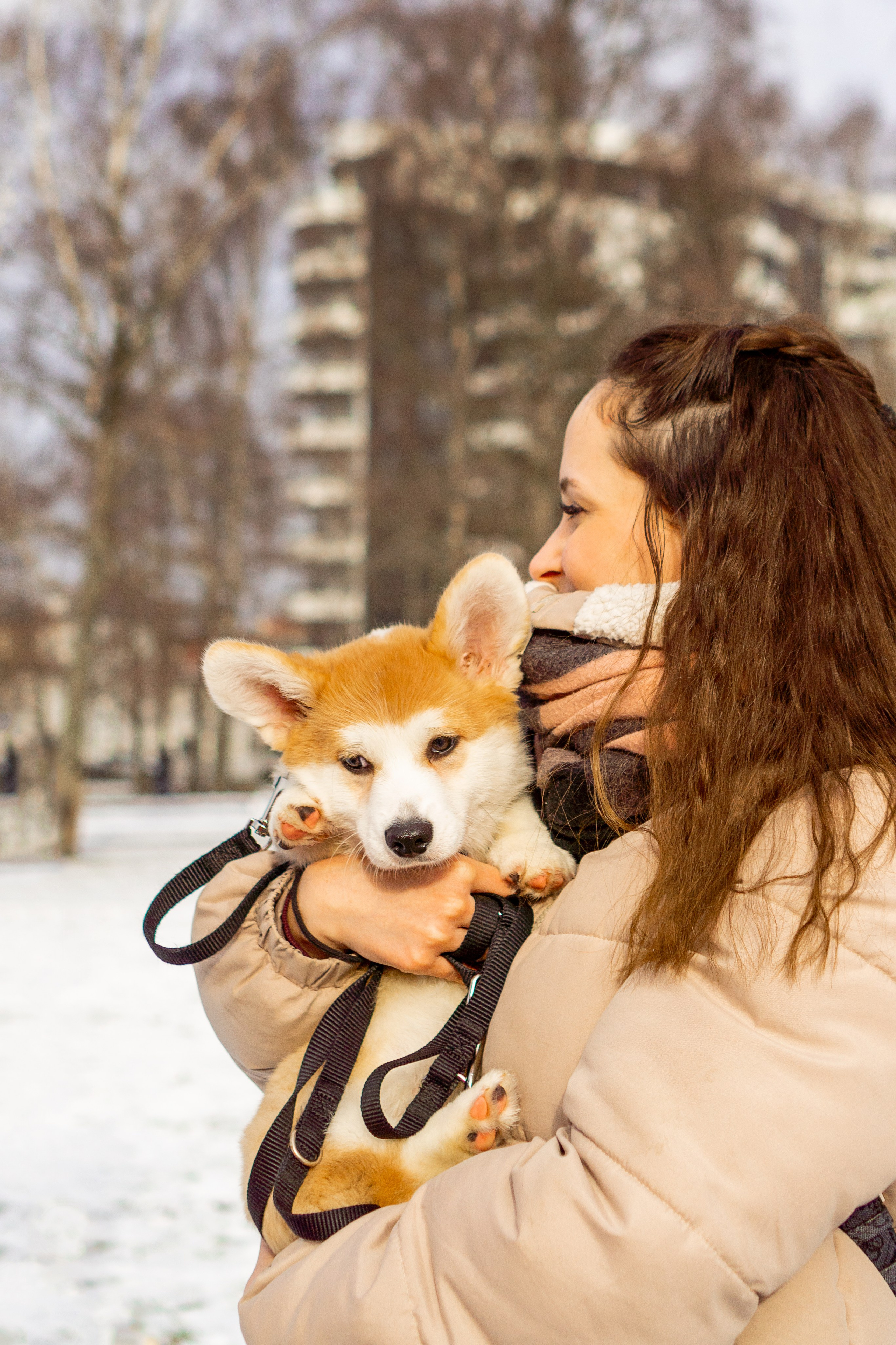Corgi party, 23 feb. 2025. Kat Laisaar — Pet photographer in Tallinn