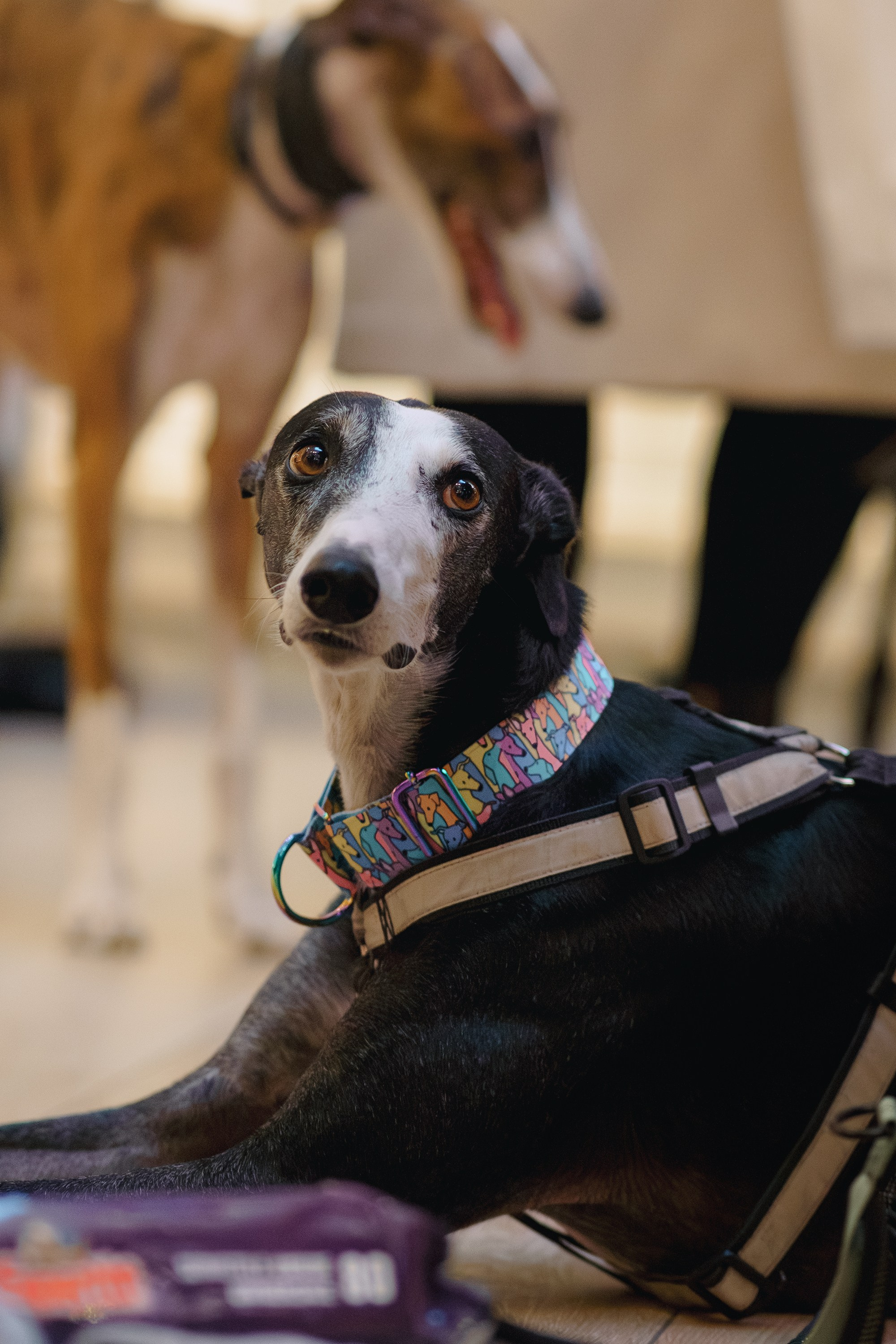 GalgoTreff / Solaris keskus 16 november. Kat Laisaar — Pet photographer in Tallinn