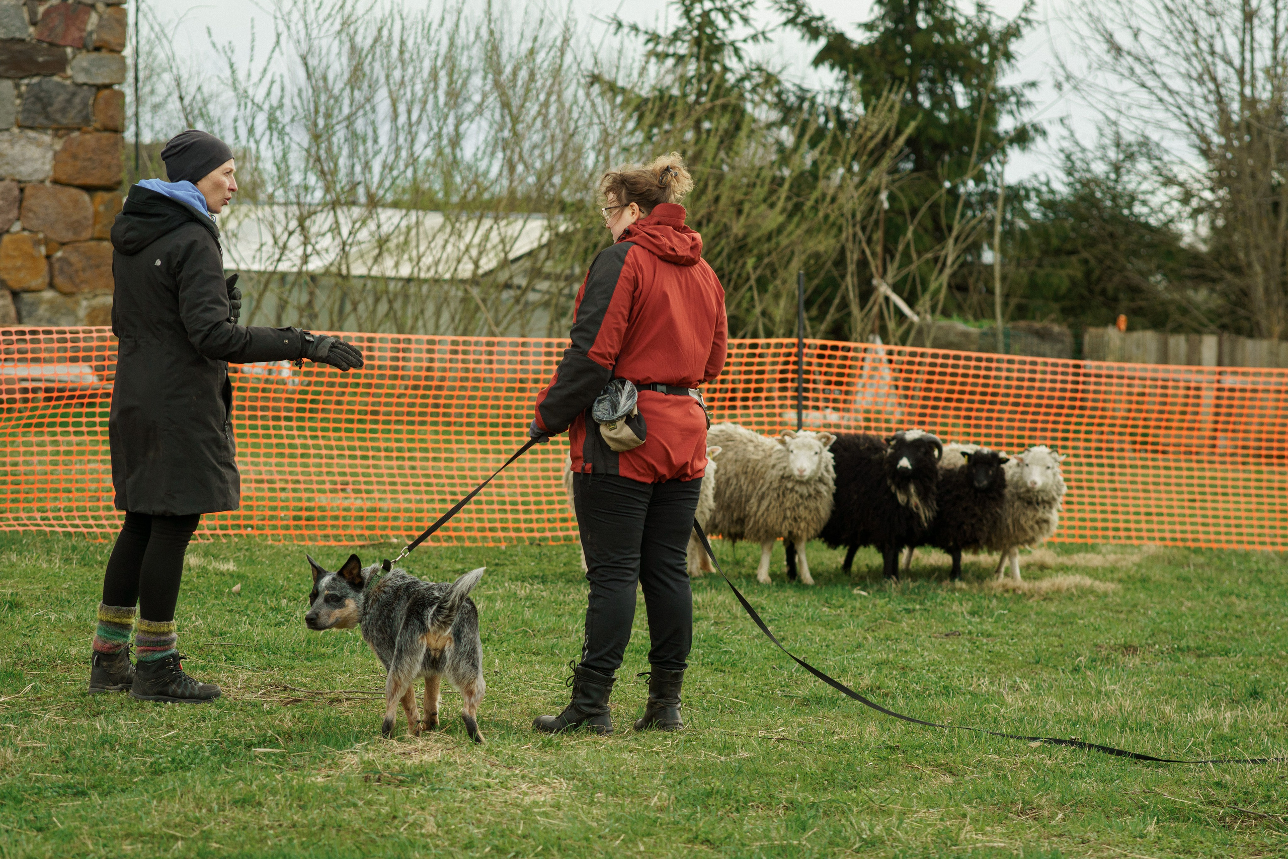 Herding Days, 26 apr. 2025. Kat Laisaar — Pet photographer in Tallinn