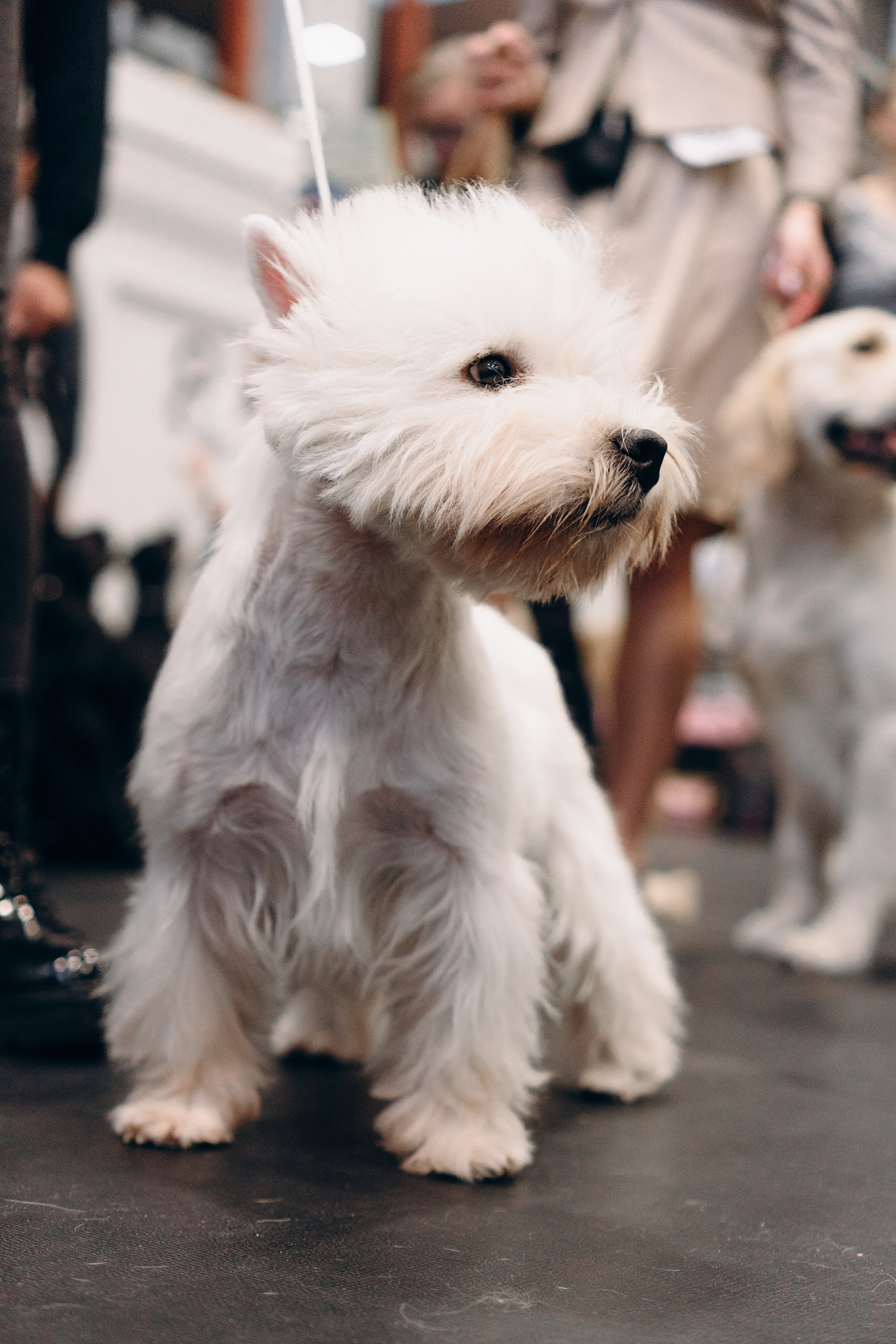 Pärnu dog weekend photo report. Kat Laisaar — Pet photographer in Tallinn