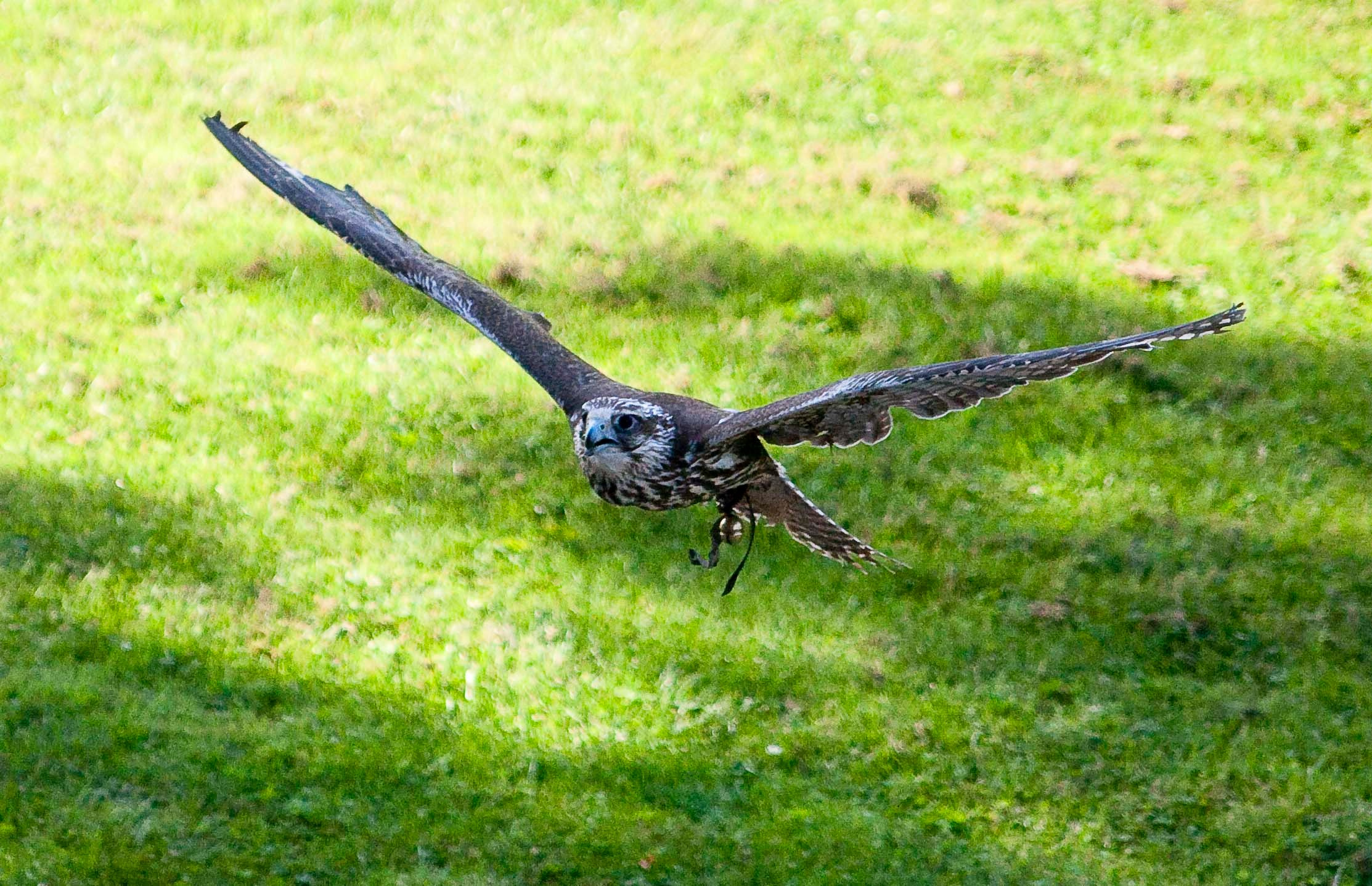 Wildpark Tambach. FOTO KREATIV