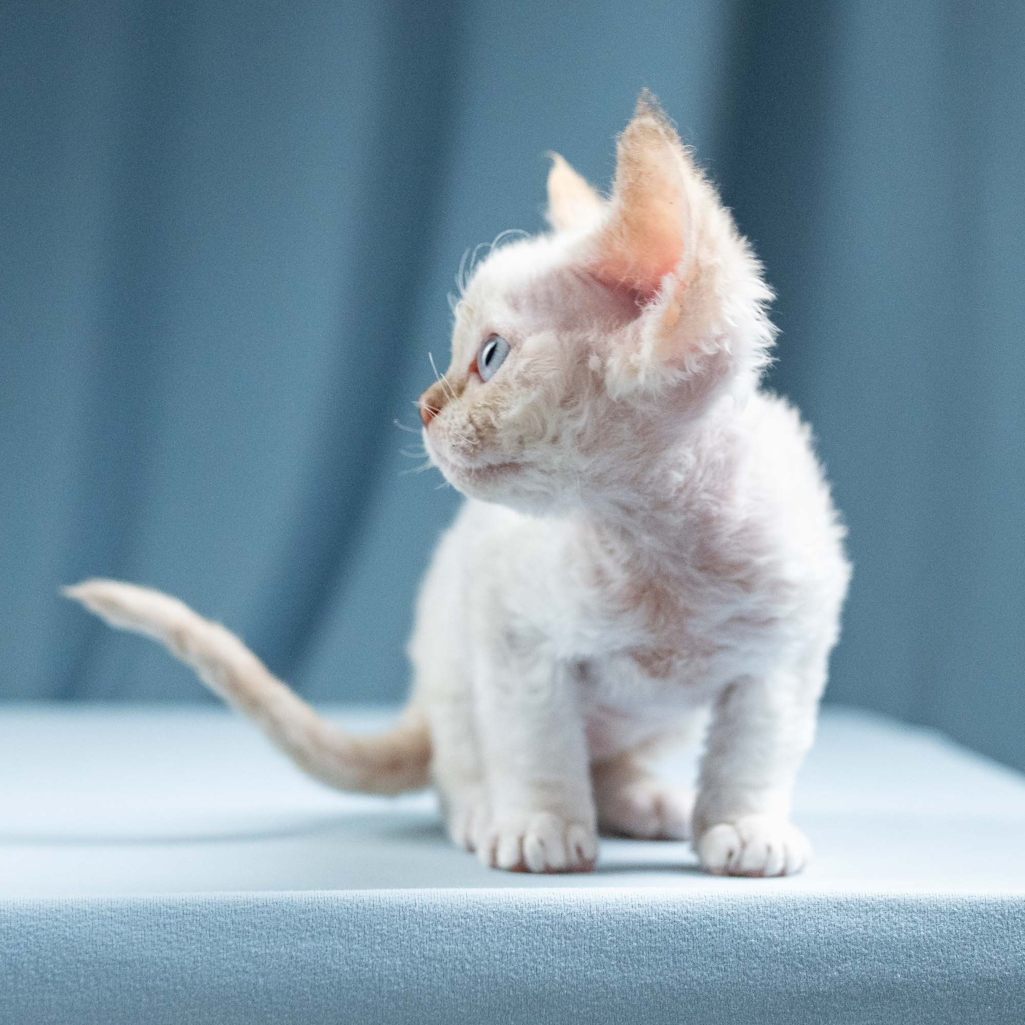 Jessica, girl, born 06.25.2025. Devon Rex Pixie Cattery