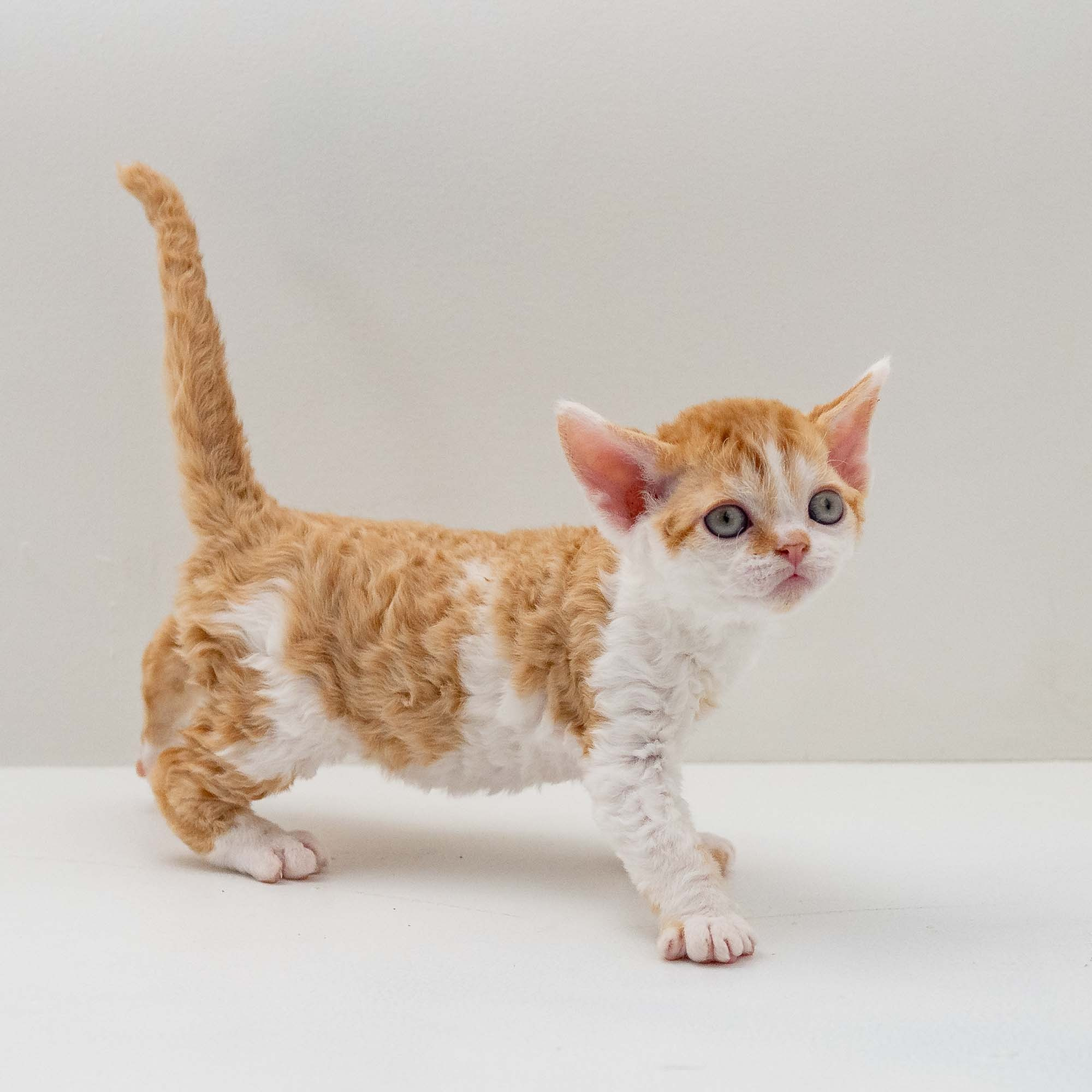 Gary,  boy, born on 01.18.25. Devon Rex Pixie Cattery