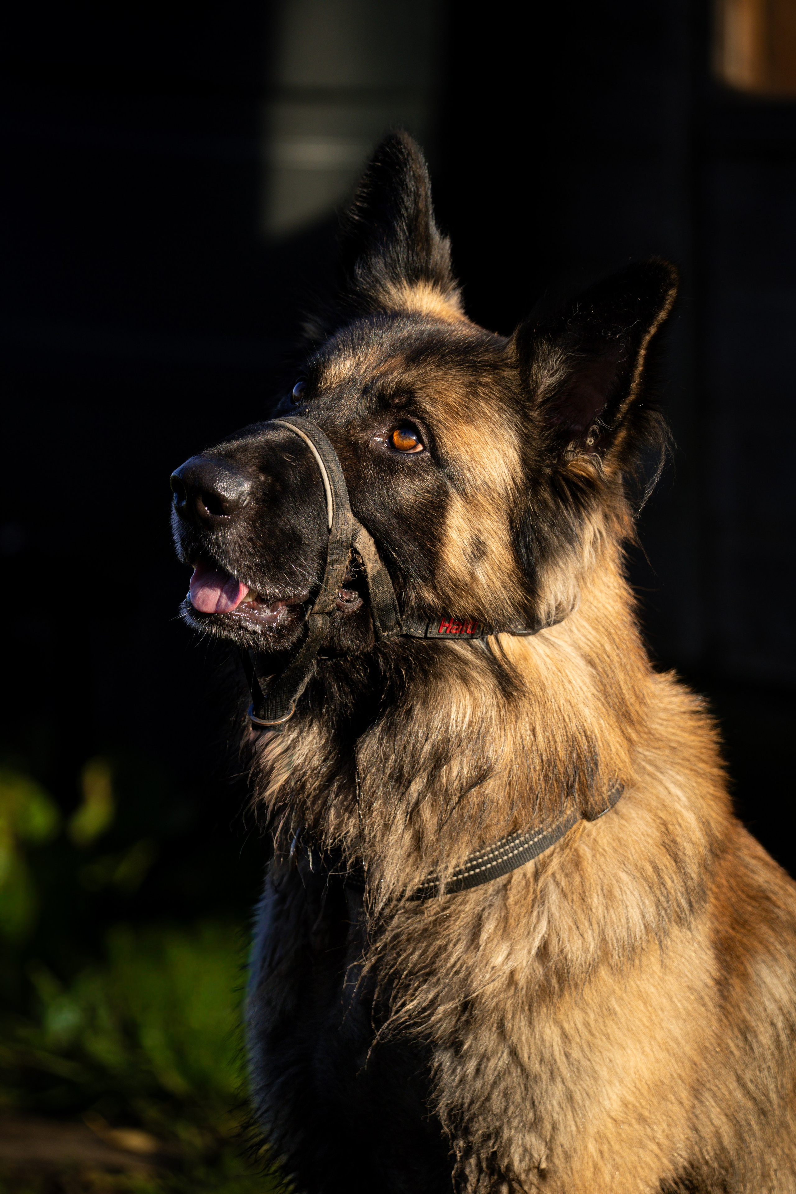 Pets. Ryan Hewitt Photographer