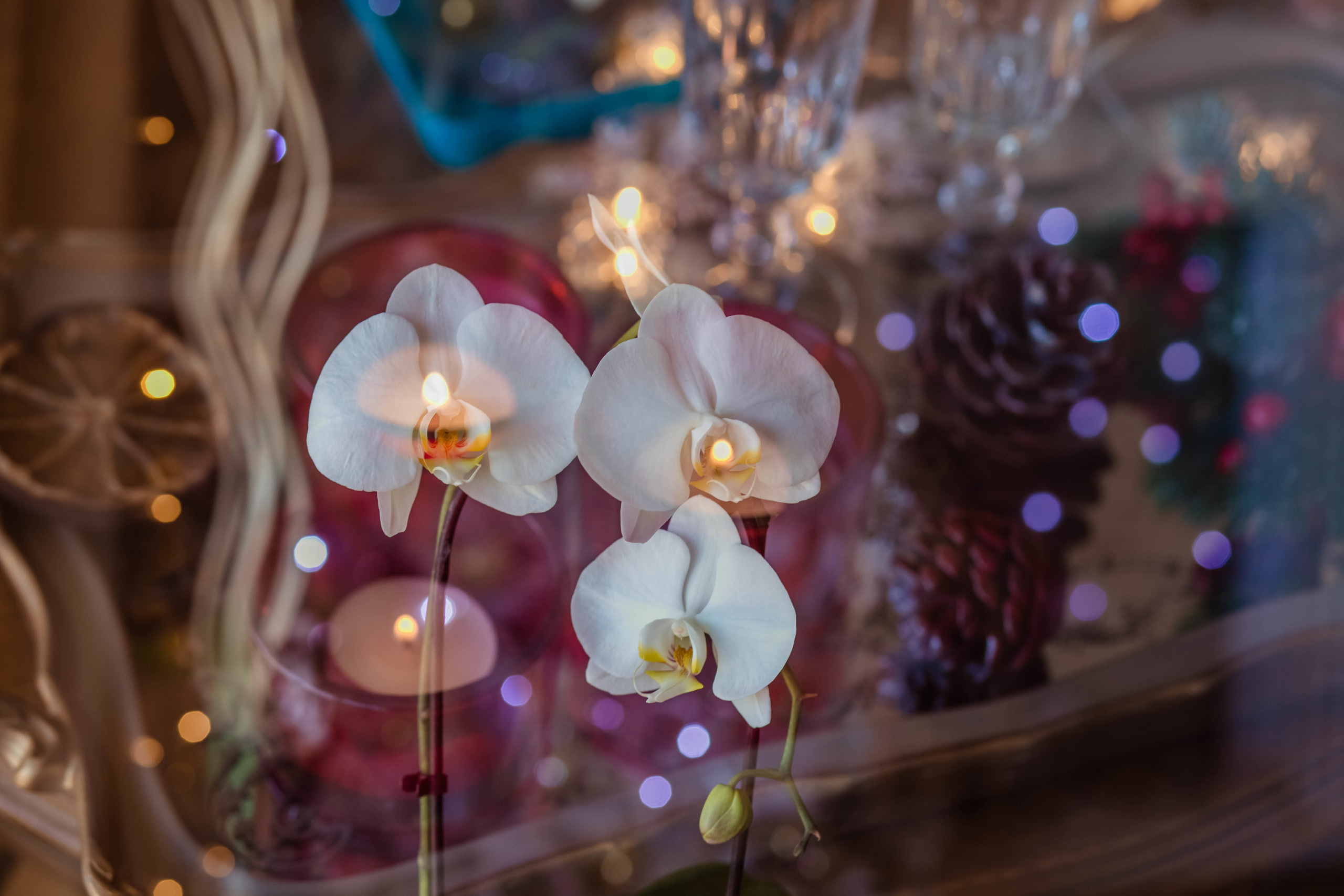 New year photo shoots