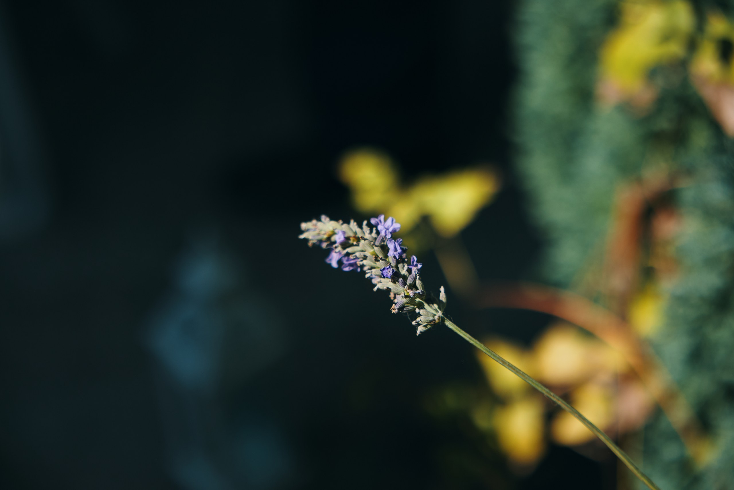 Luciana & Andy. Bogdan Vancea | Fotograf Nunta Ploiești