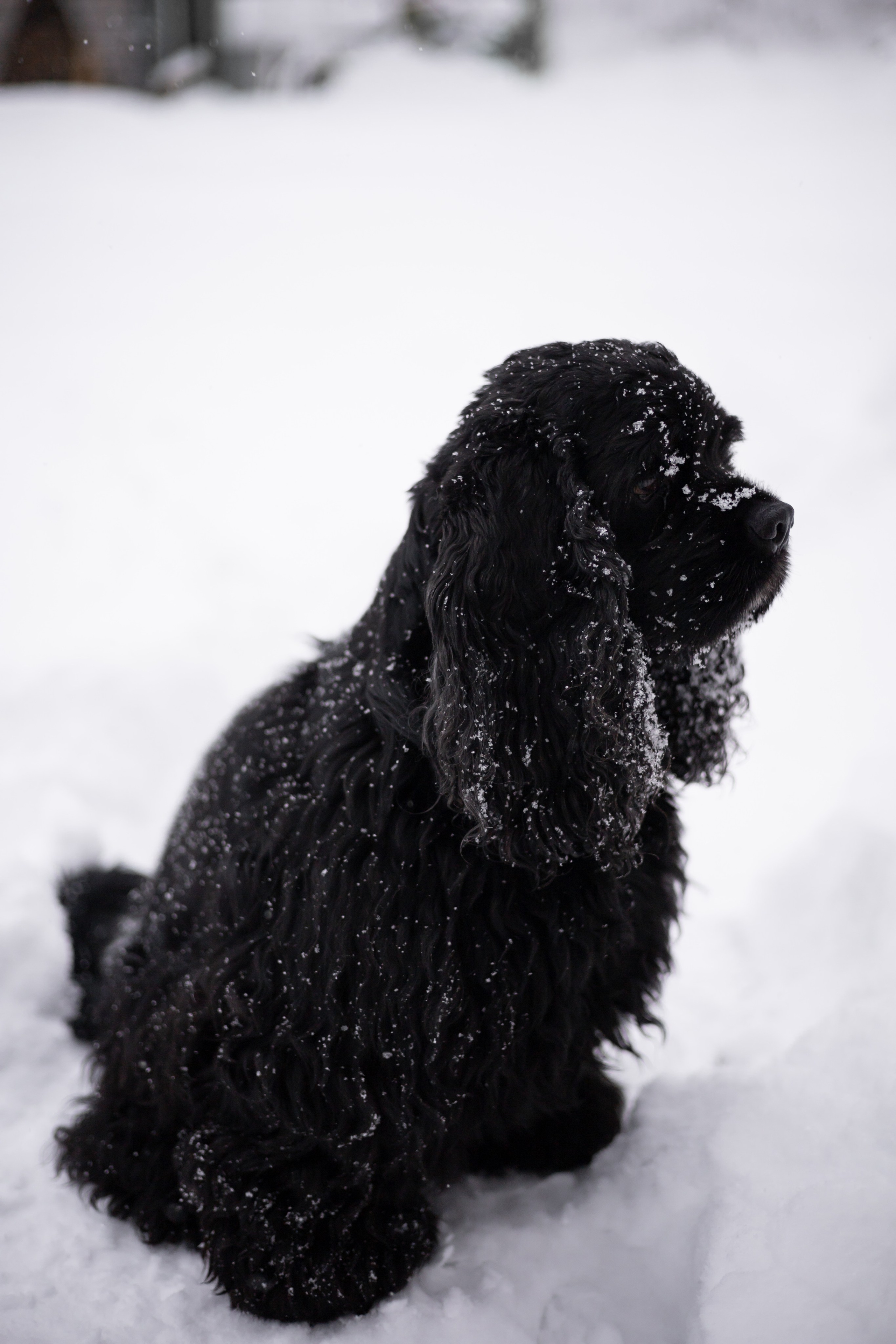 Кейт и Ен. Фотограф-анималист | Белград