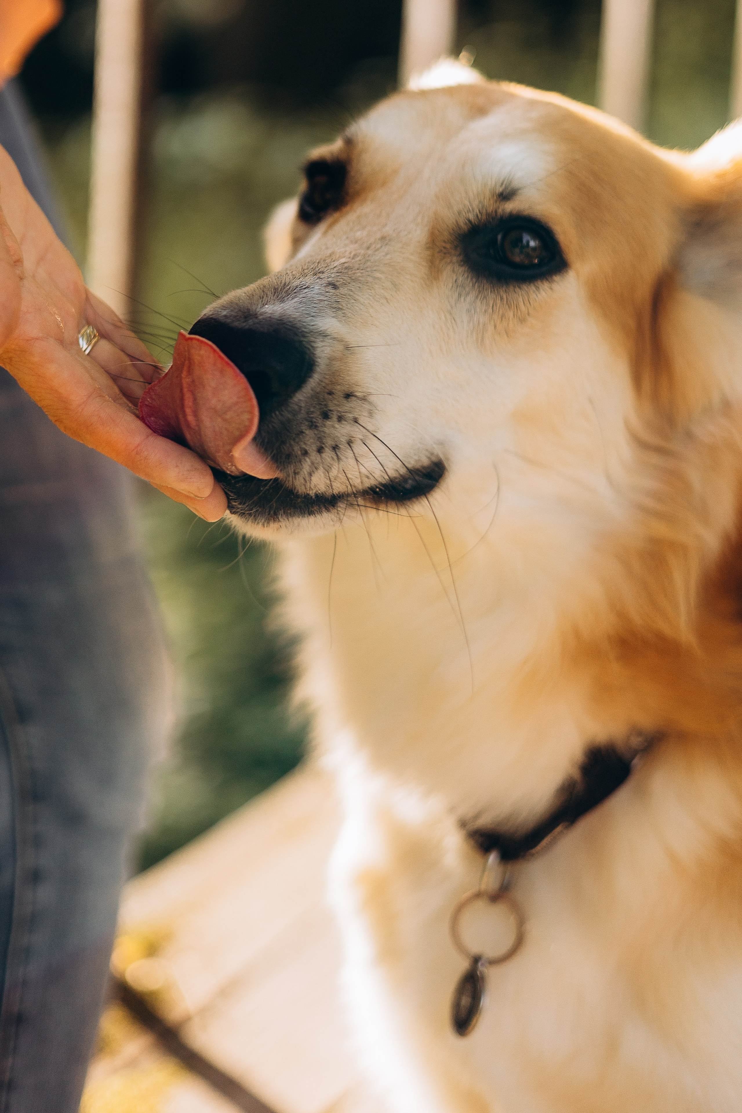 Максим, Наталья и Тим. Фотограф-анималист | Белград