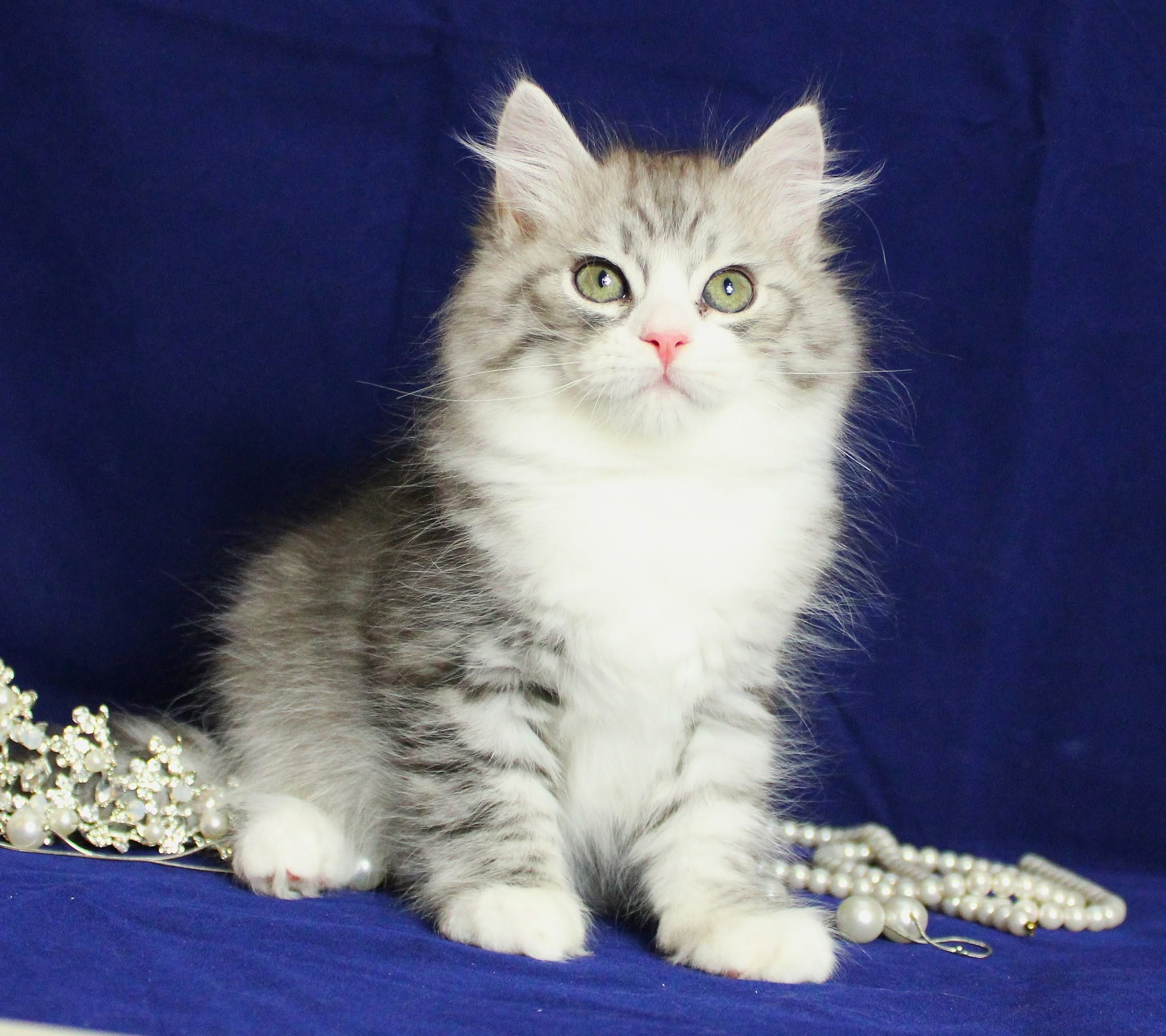 Katzen | Females. SIBERIALIS: Katzenzucht von Sibirischen und Neva Masquarade Katzen