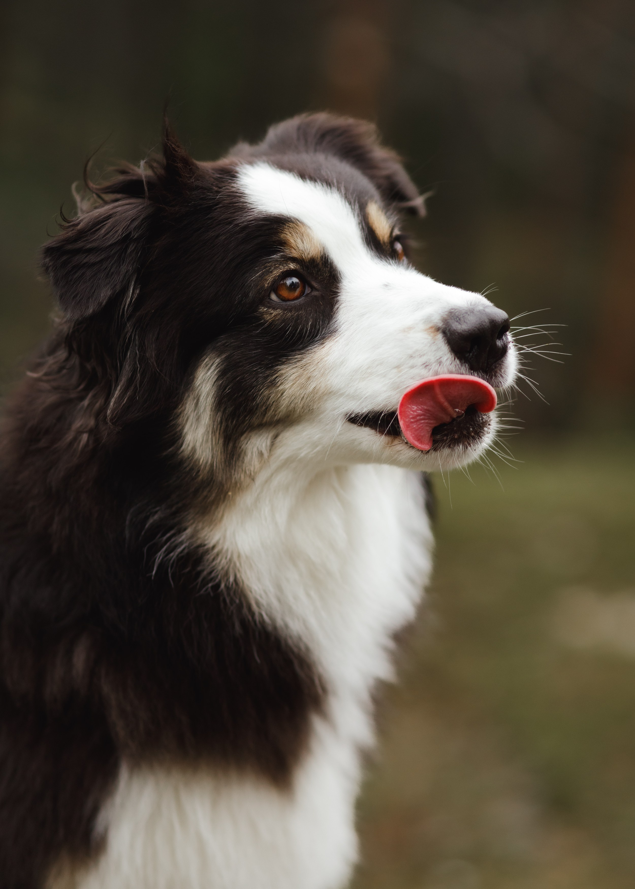 Finnish mossy hills. Kaja | fotograf psów we Wrocławiu