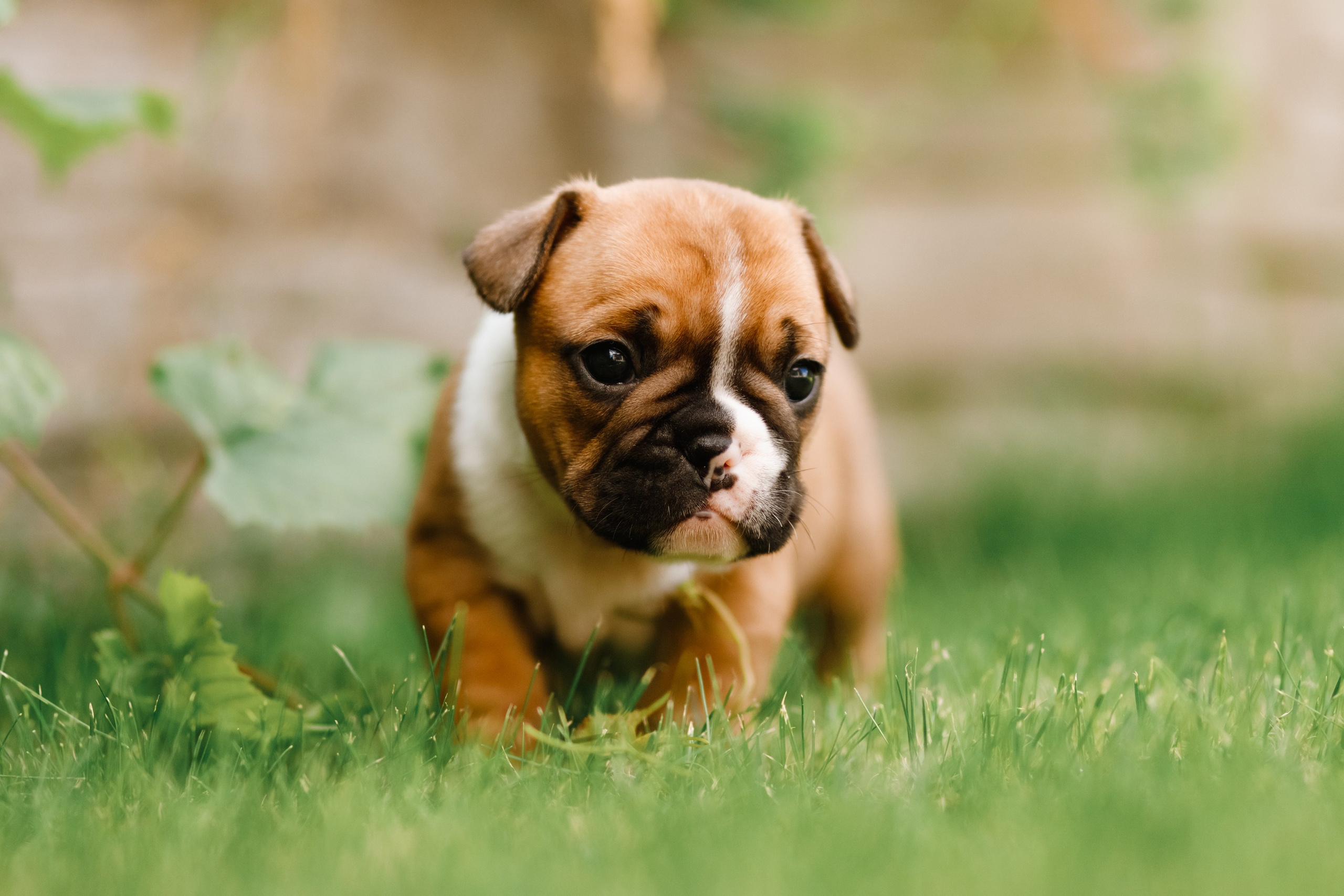 French bulldog puppies. Kaja | fotograf we Wrocławiu | ludzie i psy