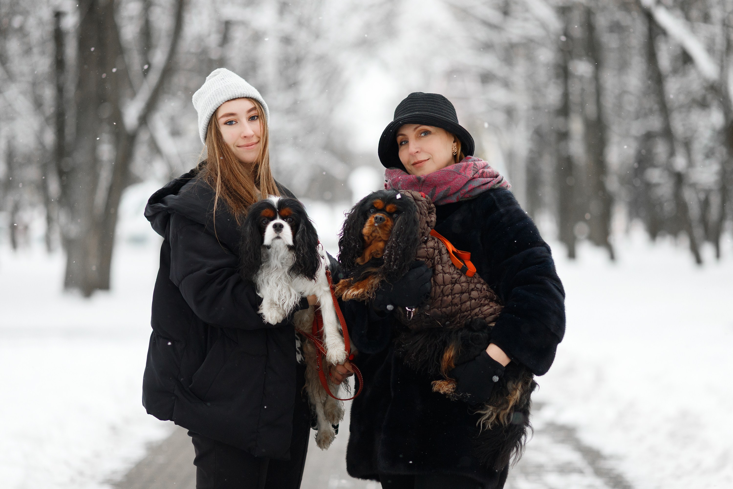 Uliana & winter spaniels. Kaja | fotograf psów we Wrocławiu