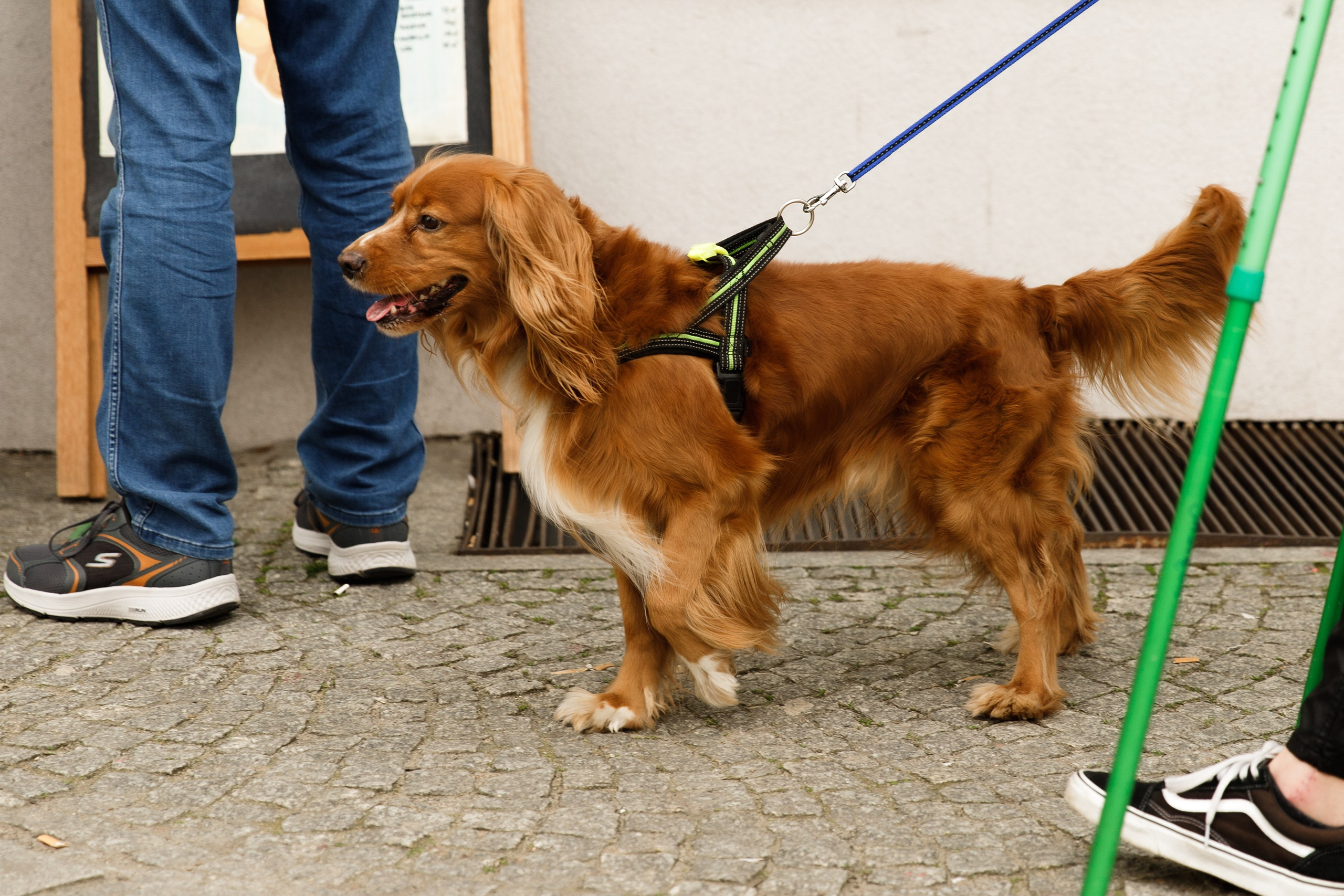 Oleśnica castle. Kaja | fotograf psów we Wrocławiu