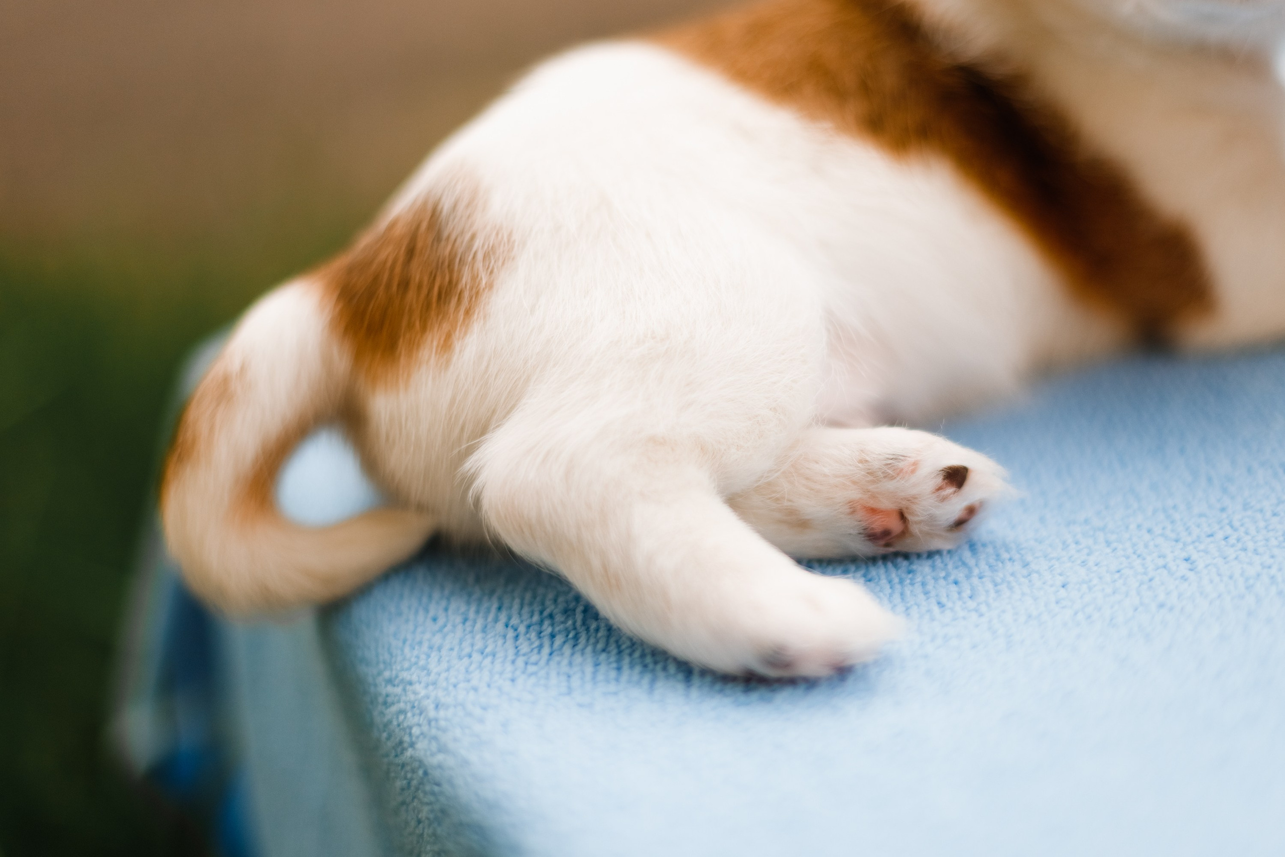 Jack russel puppies. Kaja | fotograf we Wrocławiu | ludzie i psy