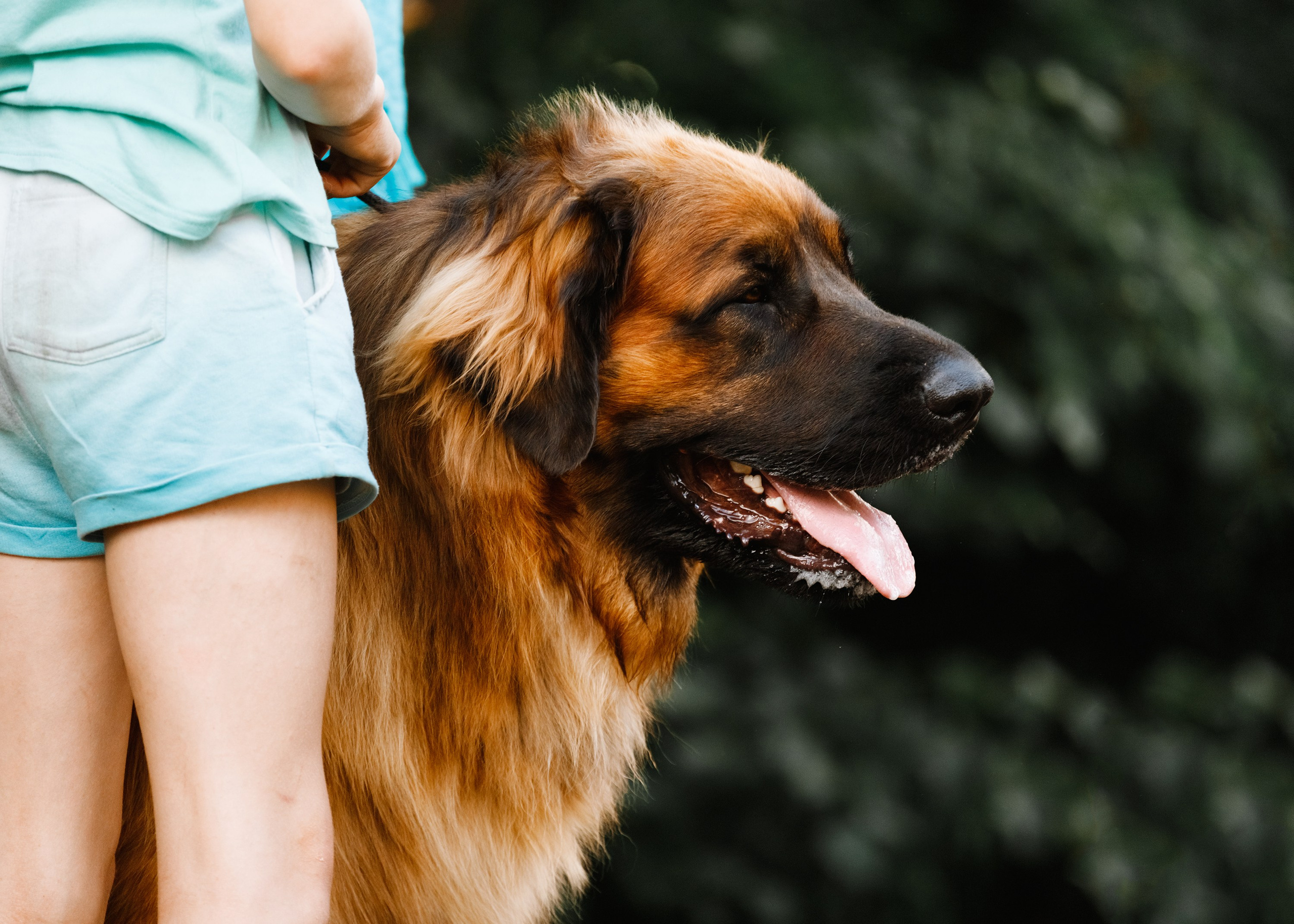 «Argus» dog show in Brest. Kaja | fotograf we Wrocławiu | ludzie i psy