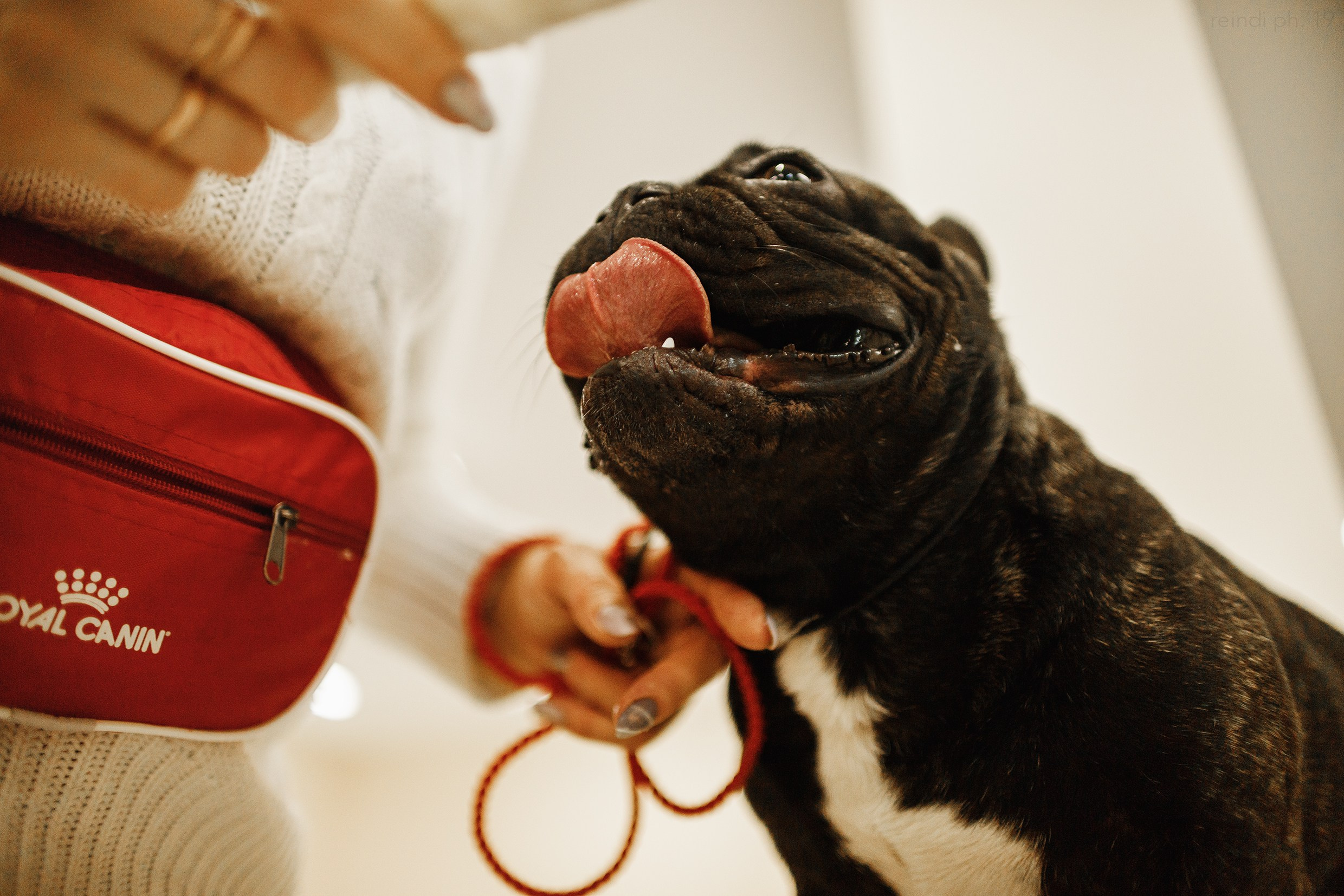 Dog handling hall. Kaja | fotograf we Wrocławiu | ludzie i psy