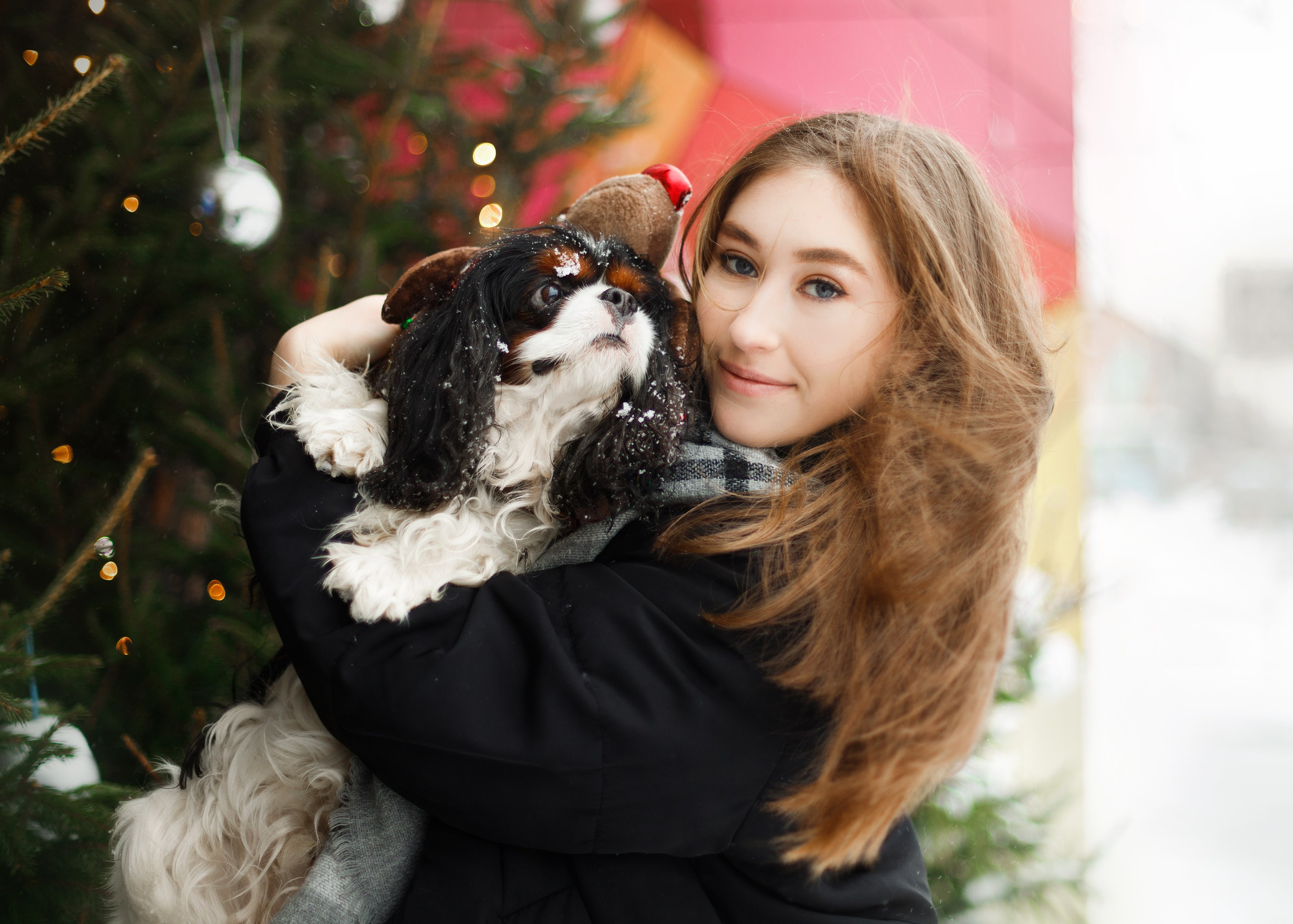 Uliana & winter spaniels. Kaja | fotograf psów we Wrocławiu