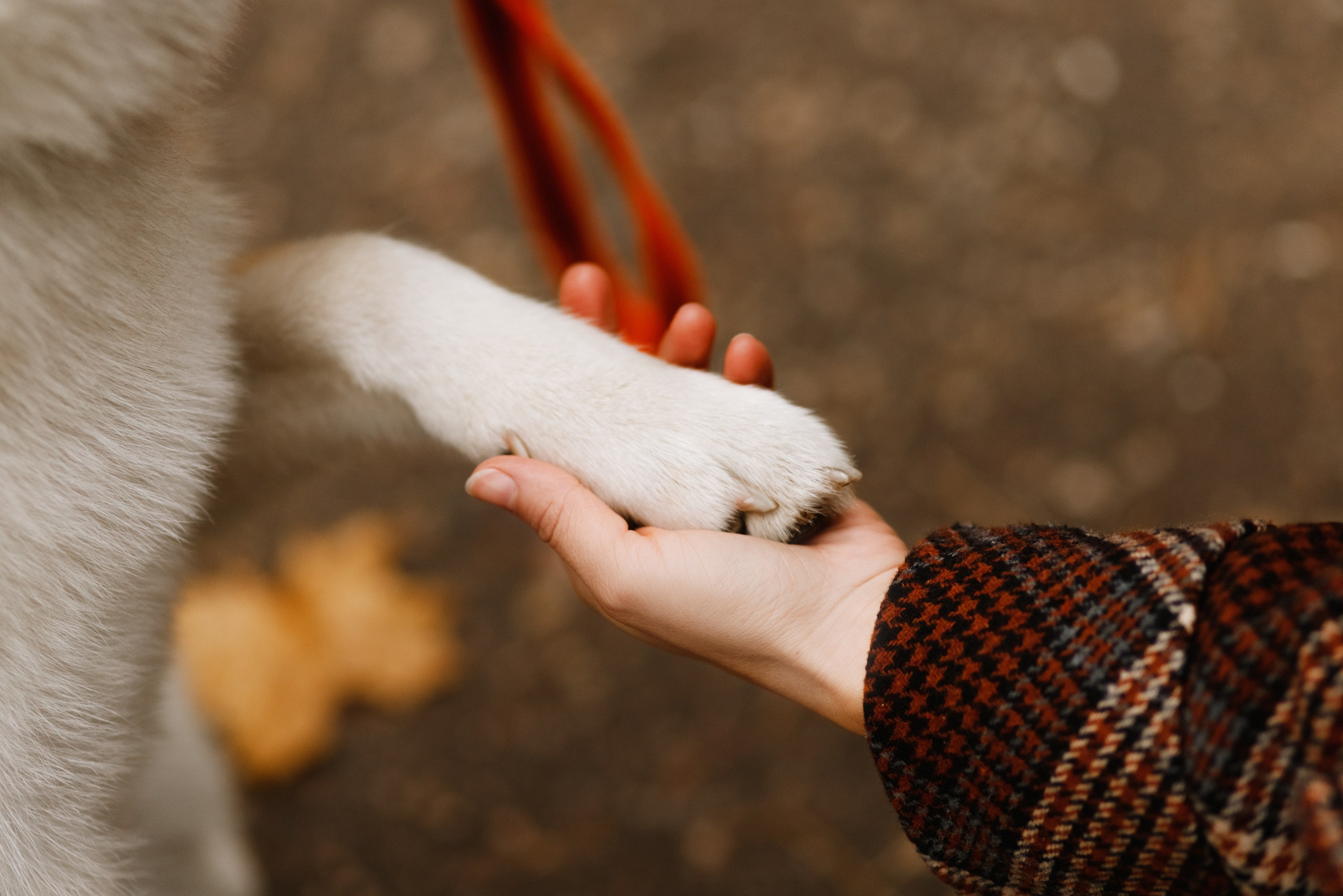 Maria & Kenji. Kaja | fotograf we Wrocławiu | ludzie i psy