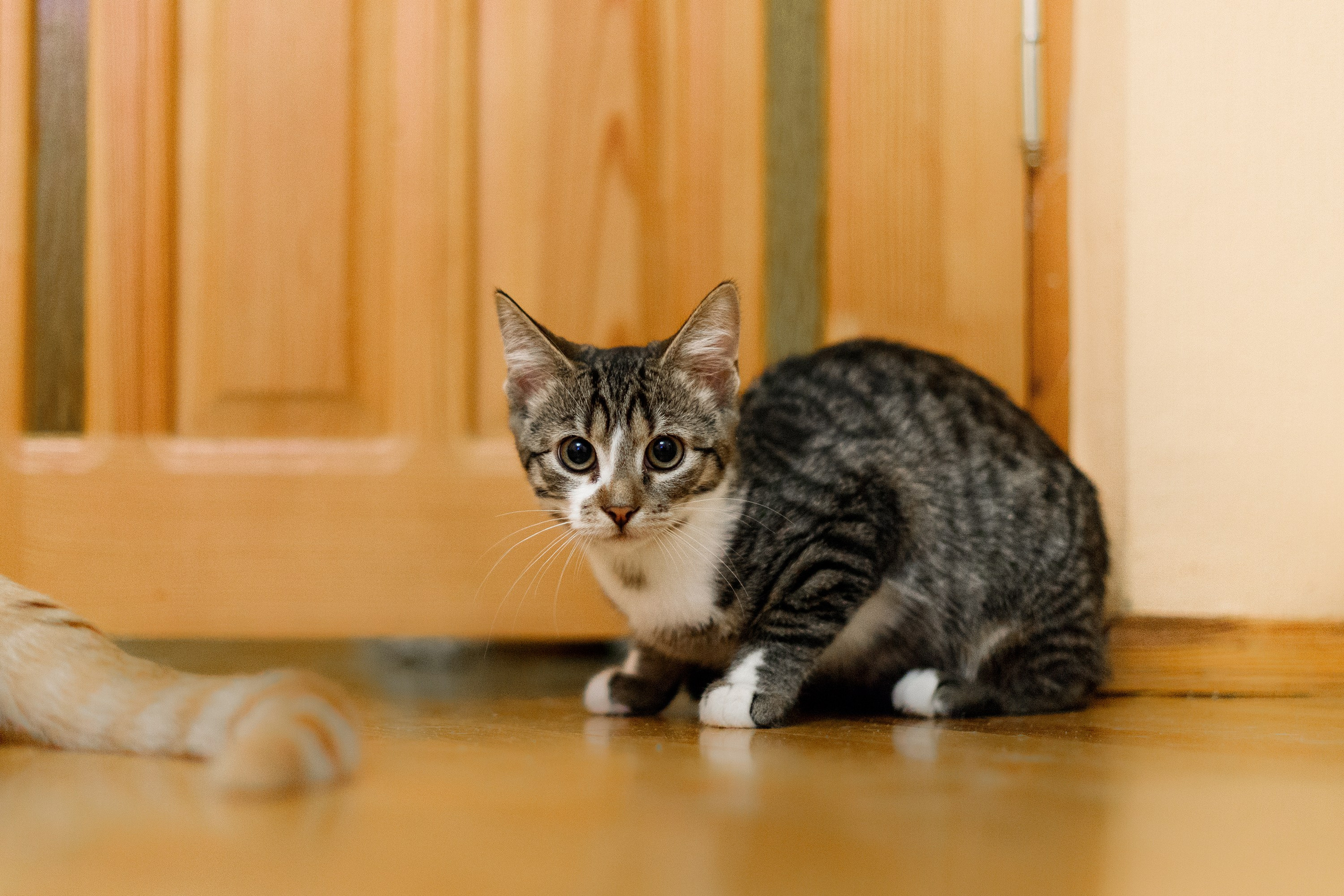 Cats for adoption. Kaja | fotograf we Wrocławiu | ludzie i psy