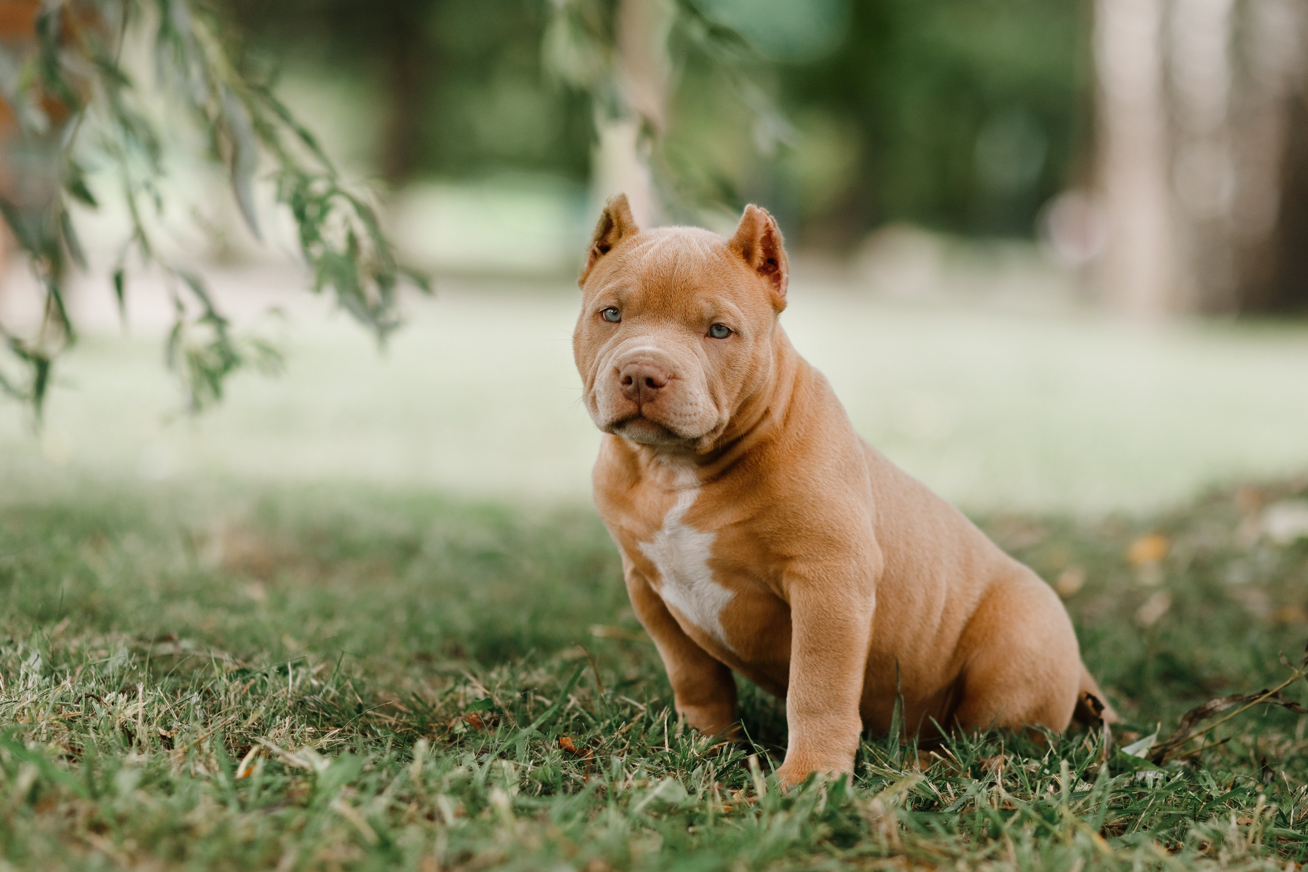 Bullie puppies. Kaja | fotograf we Wrocławiu | ludzie i psy