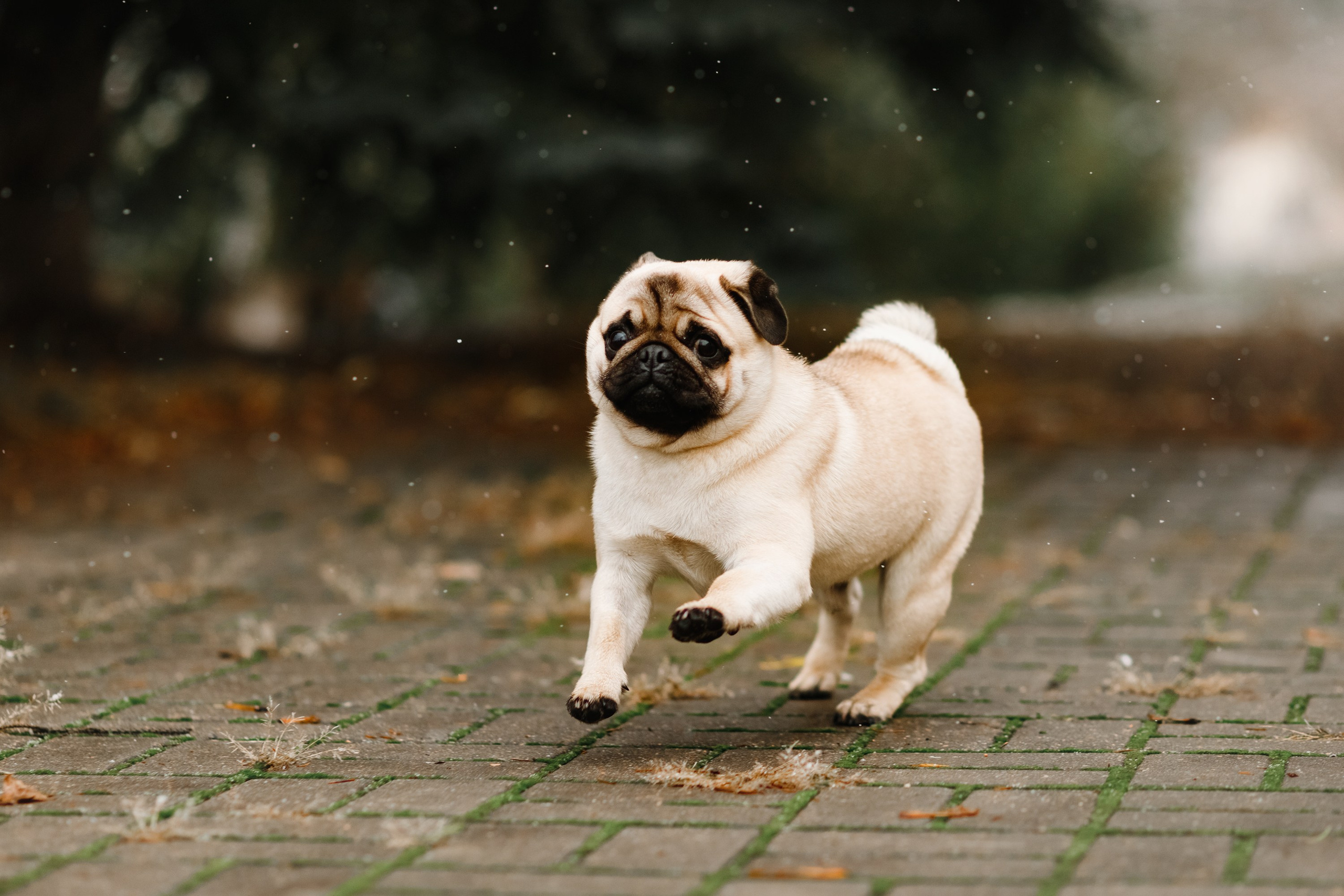 Dog shows | the best ones. Kaja | fotograf psów we Wrocławiu