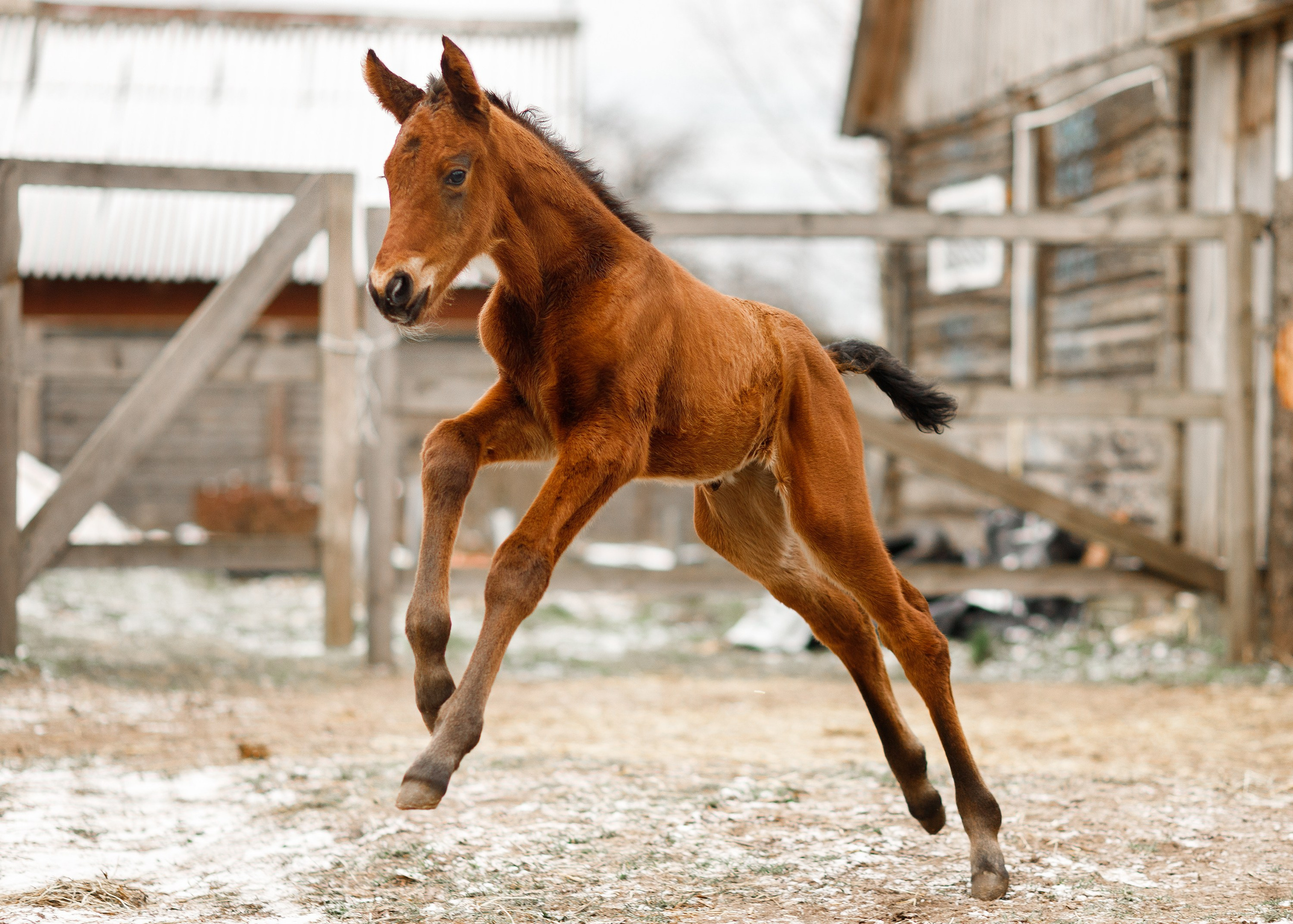 Winter stable. Kaja | fotograf psów we Wrocławiu