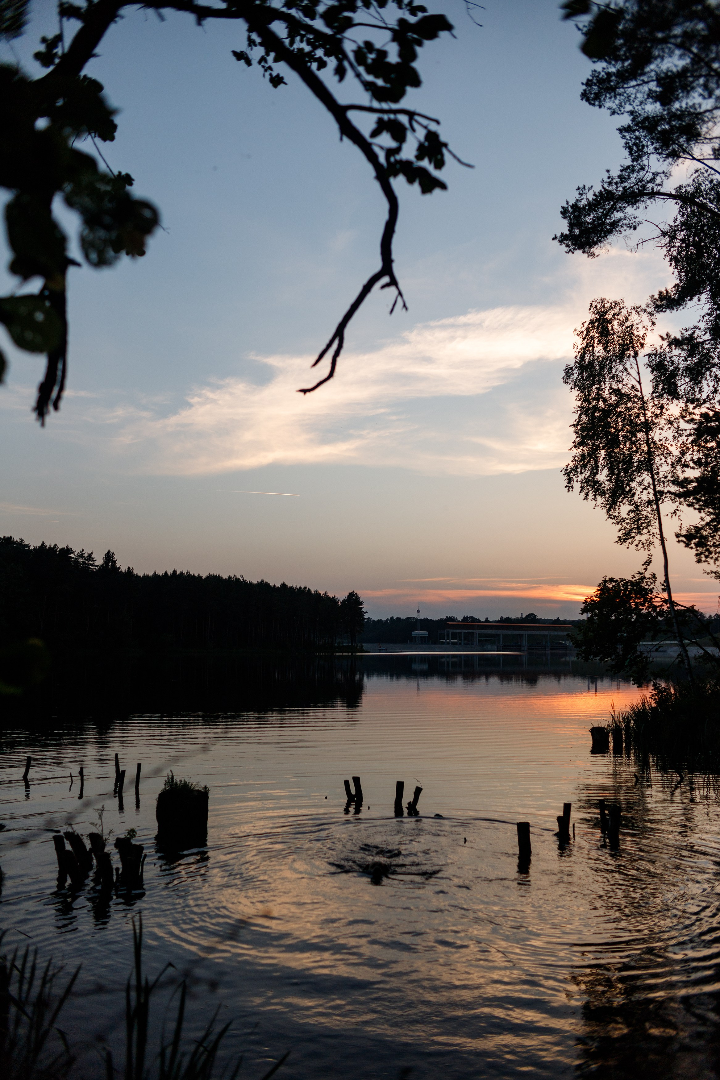 Nastya & Spark and Boss. Kaja | fotograf psów we Wrocławiu