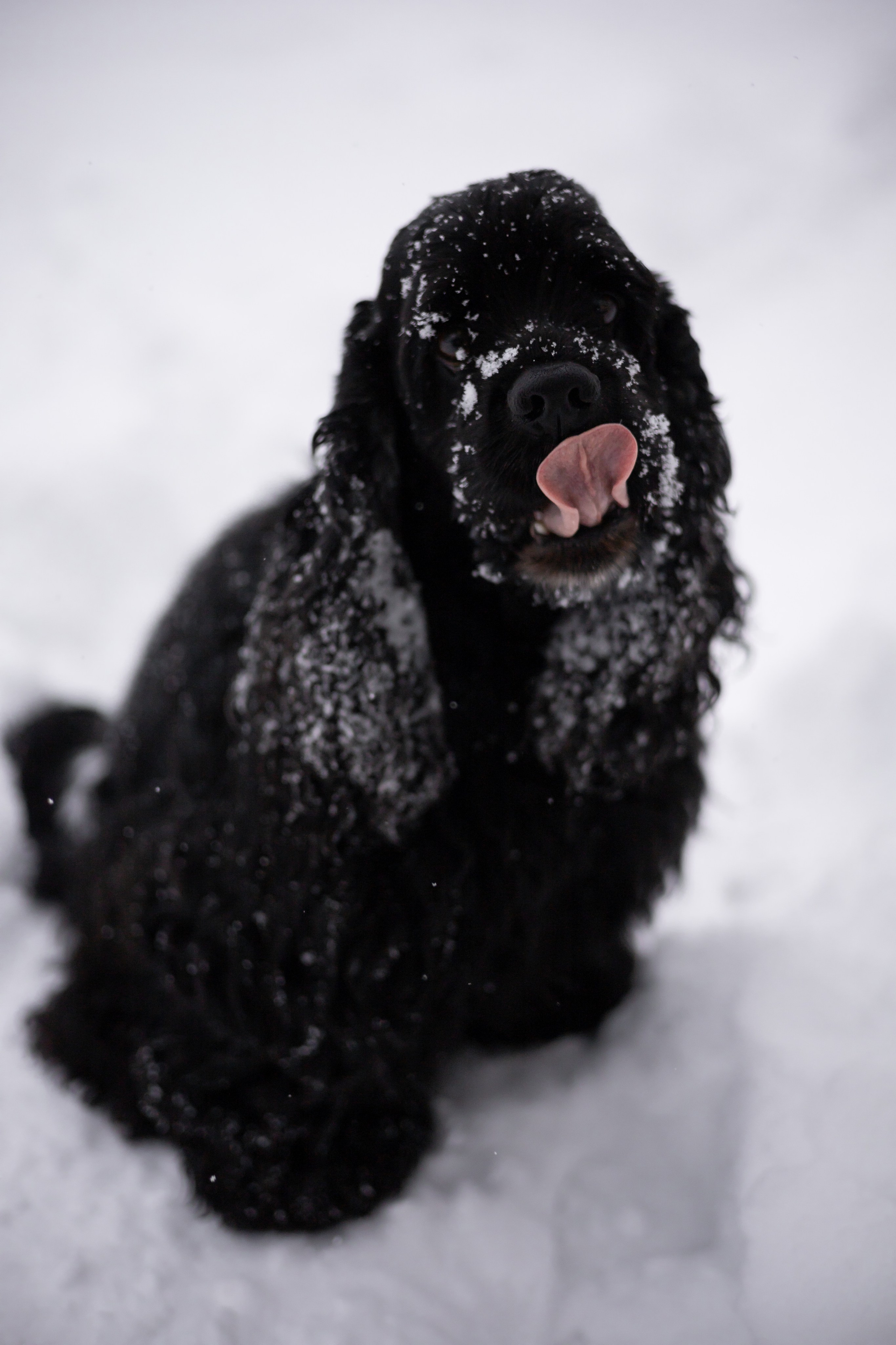 Кейт и Ен. Фотограф-анималист | Белград