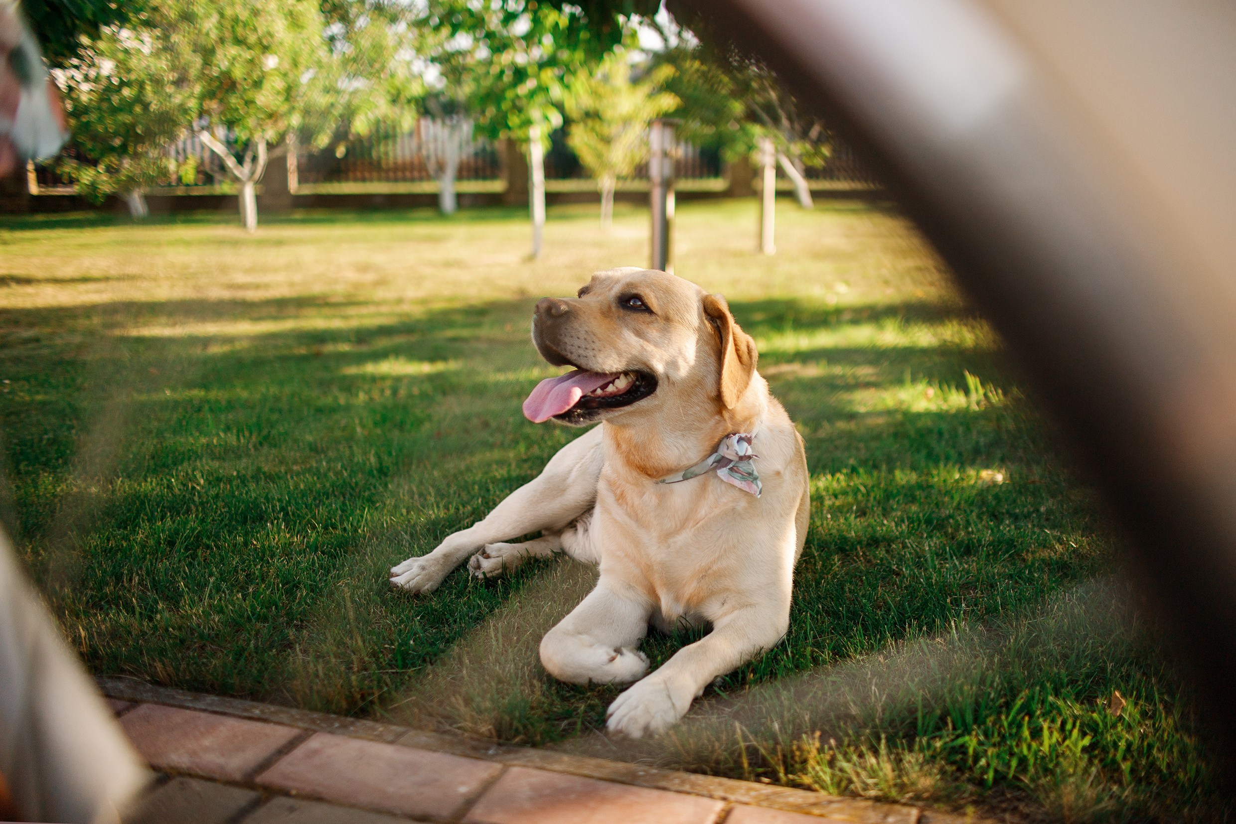 Nastya & Spark and Boss. Kaja | fotograf psów we Wrocławiu