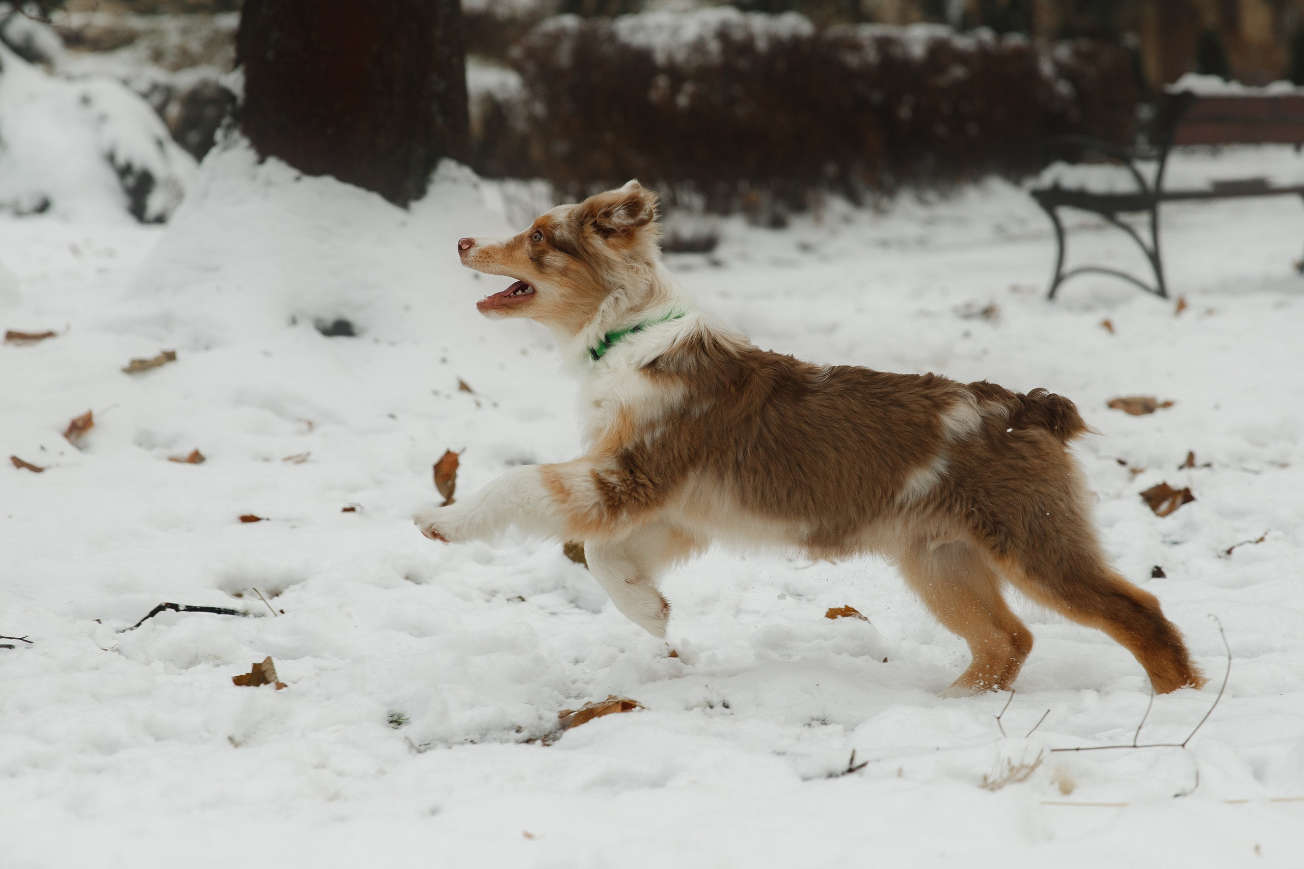 Fotografia psów Wrocław. Kaja | fotograf we Wrocławiu | ludzie i psy