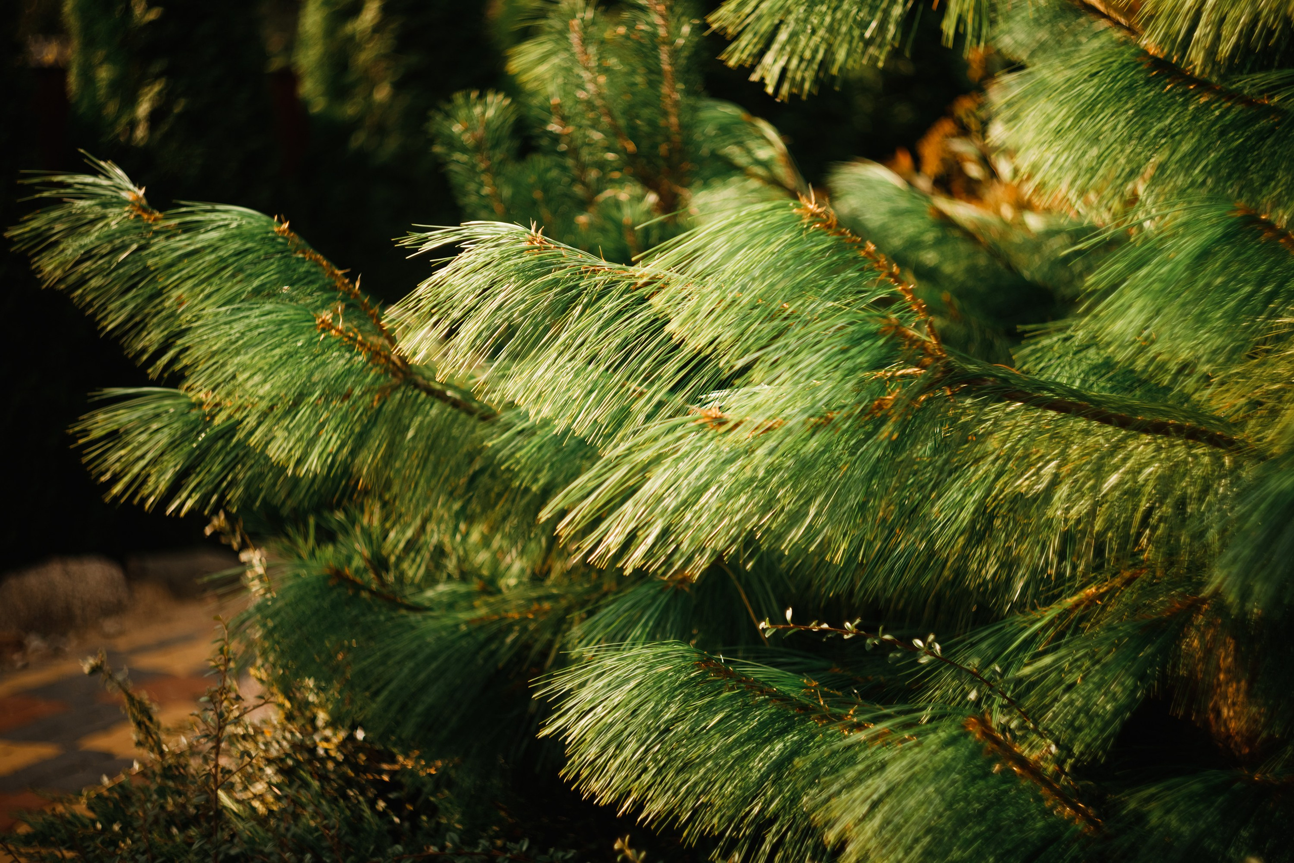 One small village in Grodno region. Kaja | fotograf we Wrocławiu | ludzie i psy