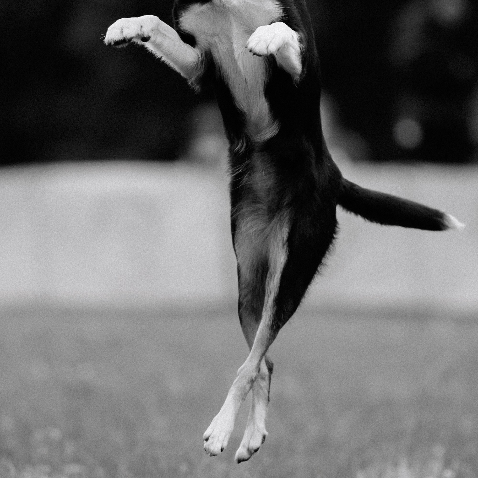 Latające psy, Wrocław'25. Kaja | fotograf psów we Wrocławiu