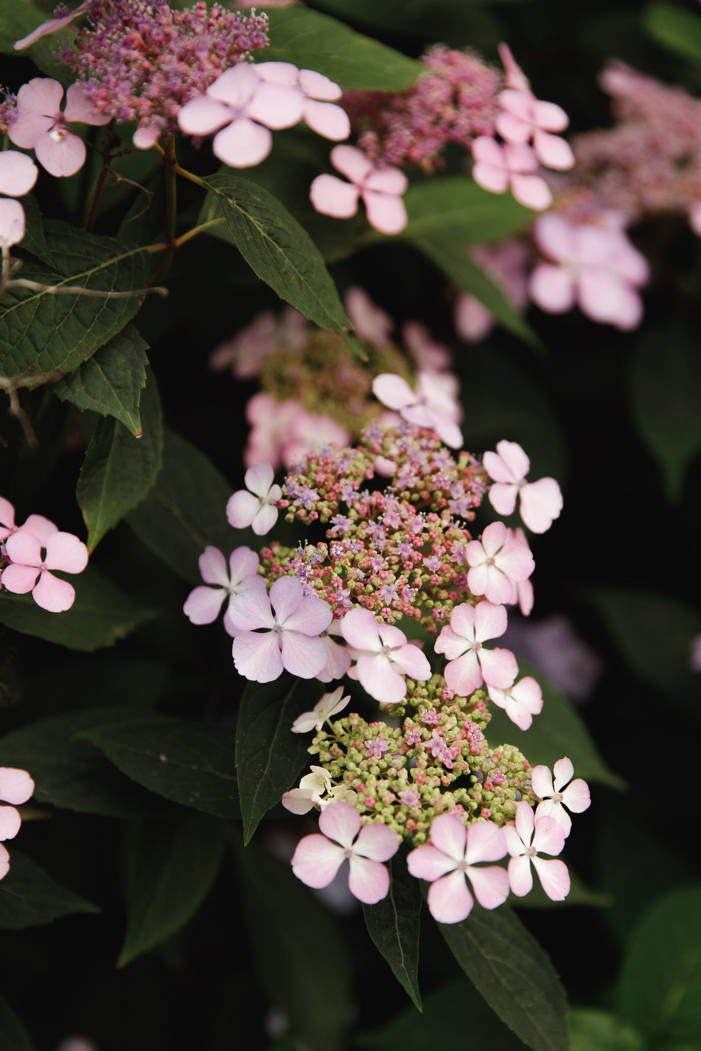 Katya & Sonya friendship. Kaja | fotograf psów we Wrocławiu