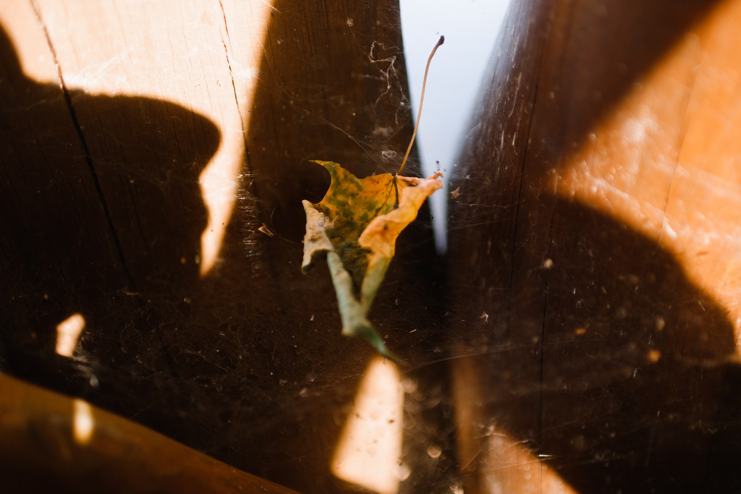 One small village in Grodno region. Kaja | fotograf we Wrocławiu | ludzie i psy