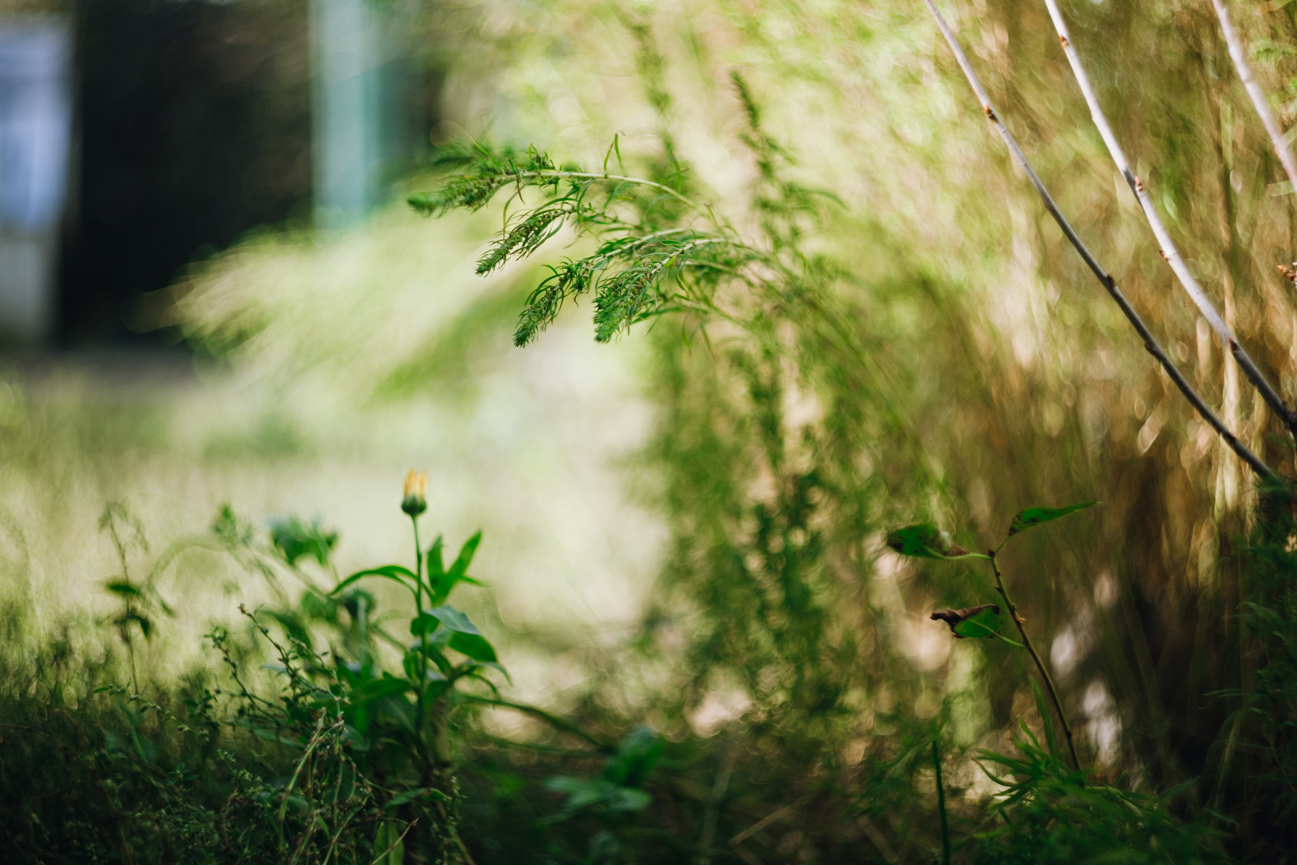 Grandmother's home in Brest. Kaja | fotograf we Wrocławiu | ludzie i psy