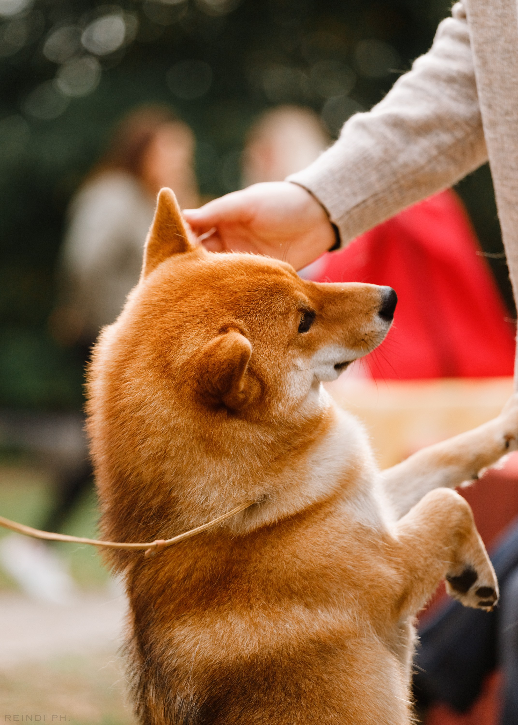 «Argus» dog show in Brest. Kaja | fotograf we Wrocławiu | ludzie i psy