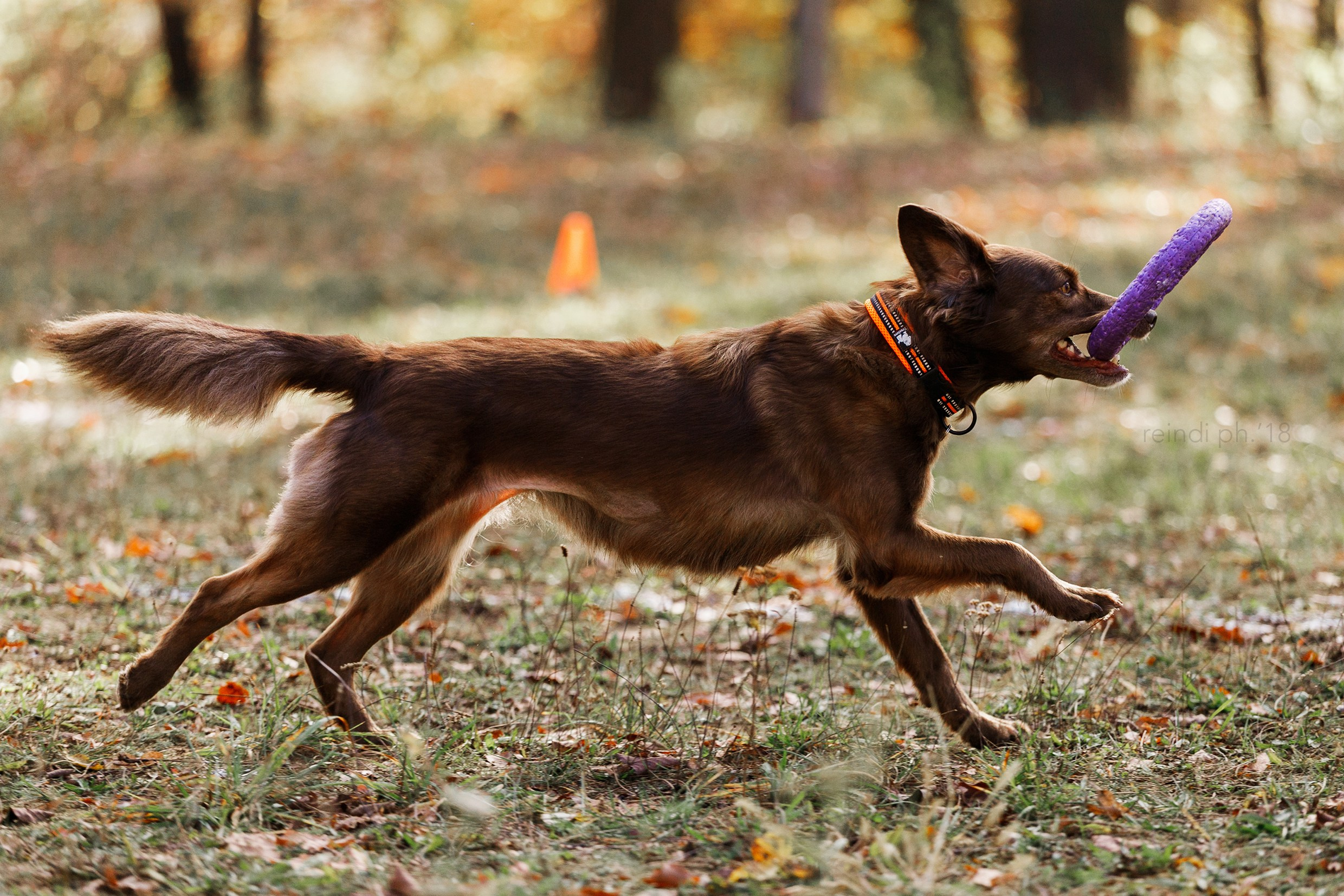 Frisbee and dog puller championship | autumn. Kaja | fotograf we Wrocławiu | ludzie i psy