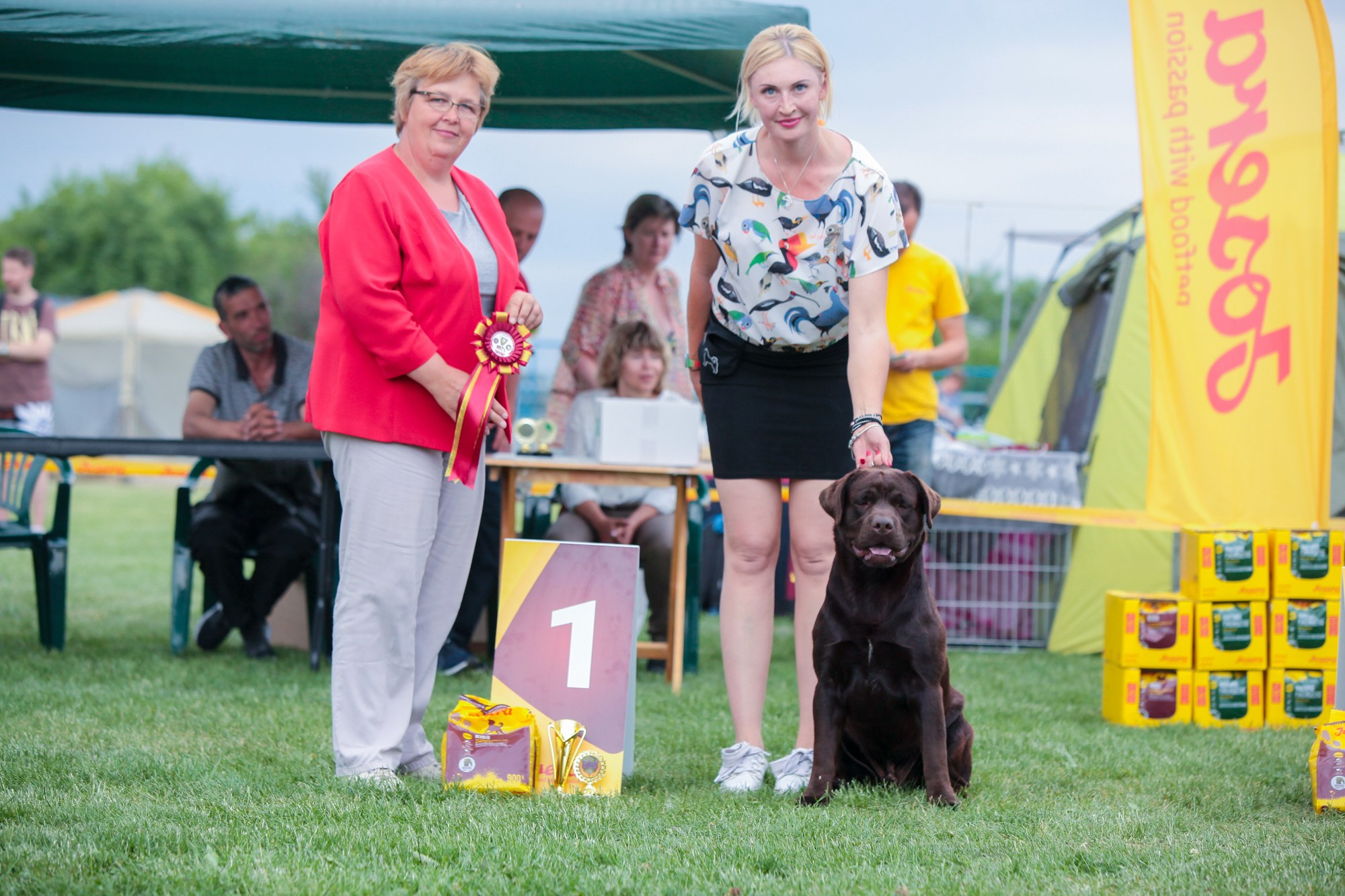 Newton. Цуценята лабрадор ретривера, Дніпро, Україна