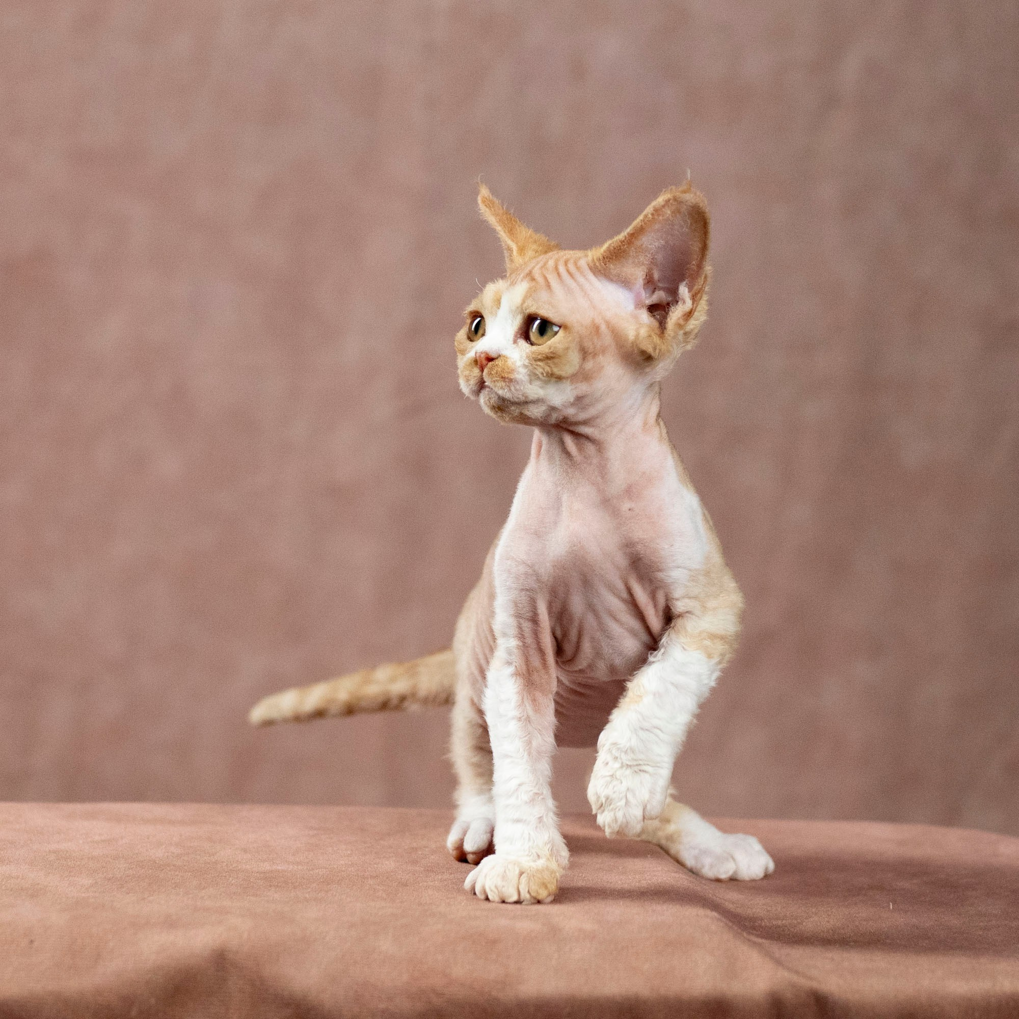 Dobby, boy. Devon Rex Pixie Cattery