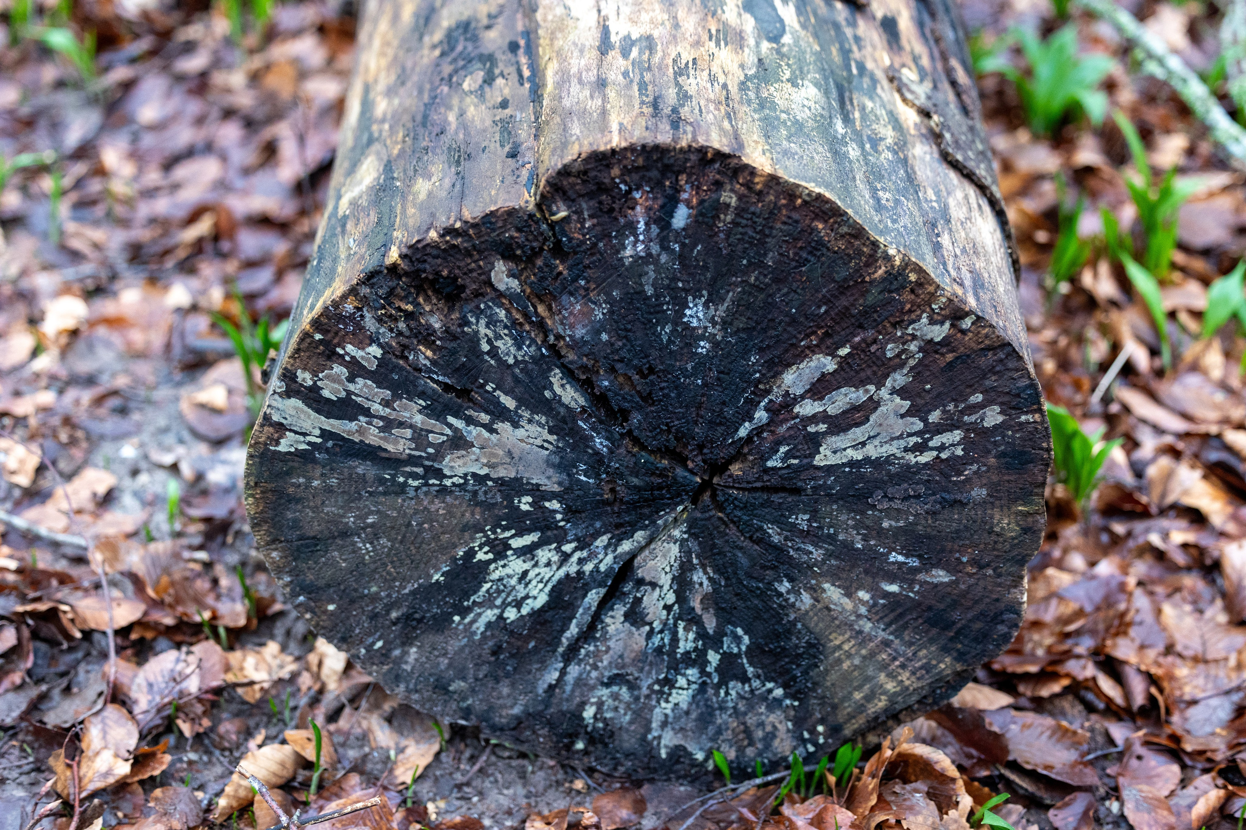 Forår. Fotograf Aarhus | Portrætfoto Århus | Flotte billeder